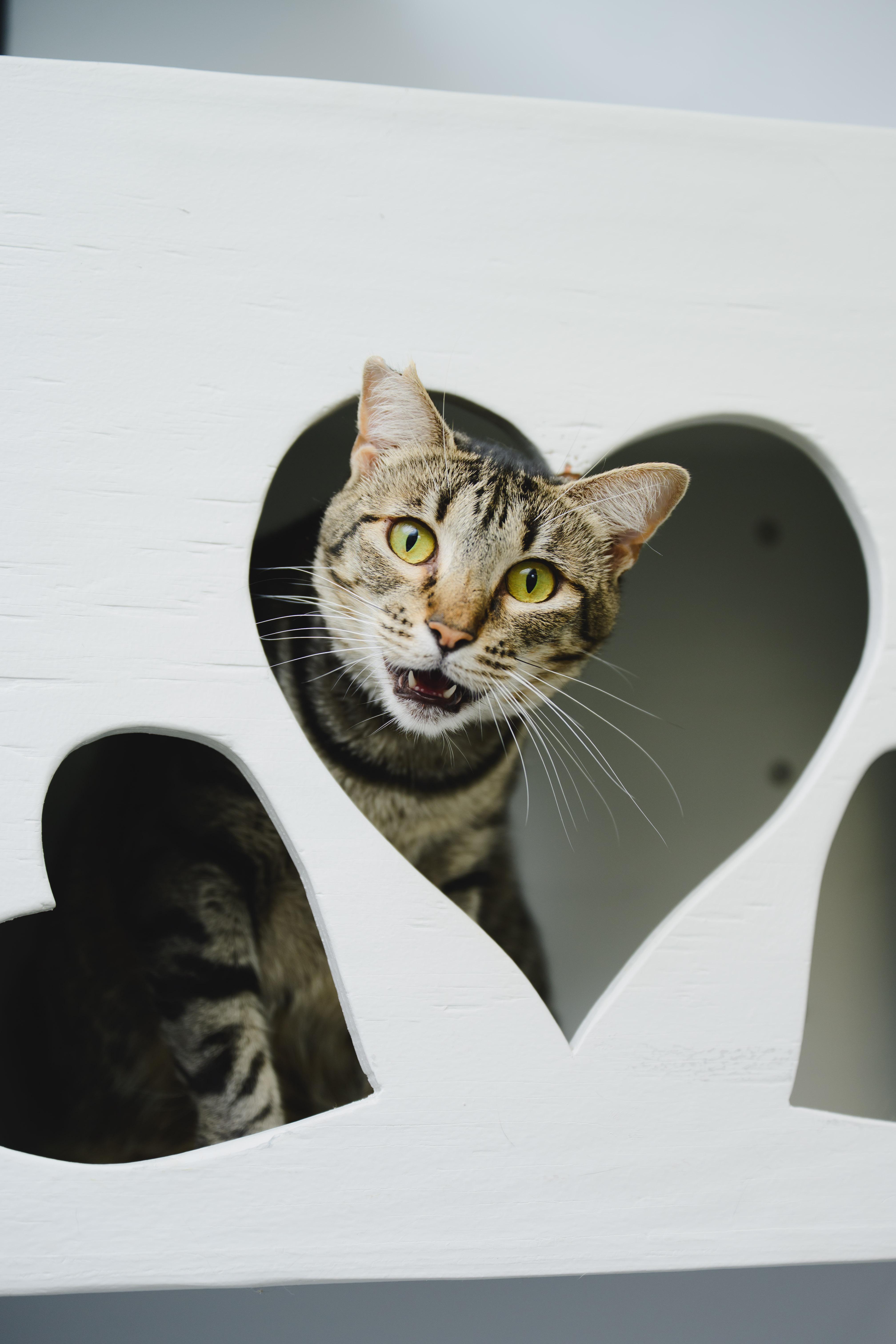 Mary, Adoptable, Adult Female Domestic Short Hair.