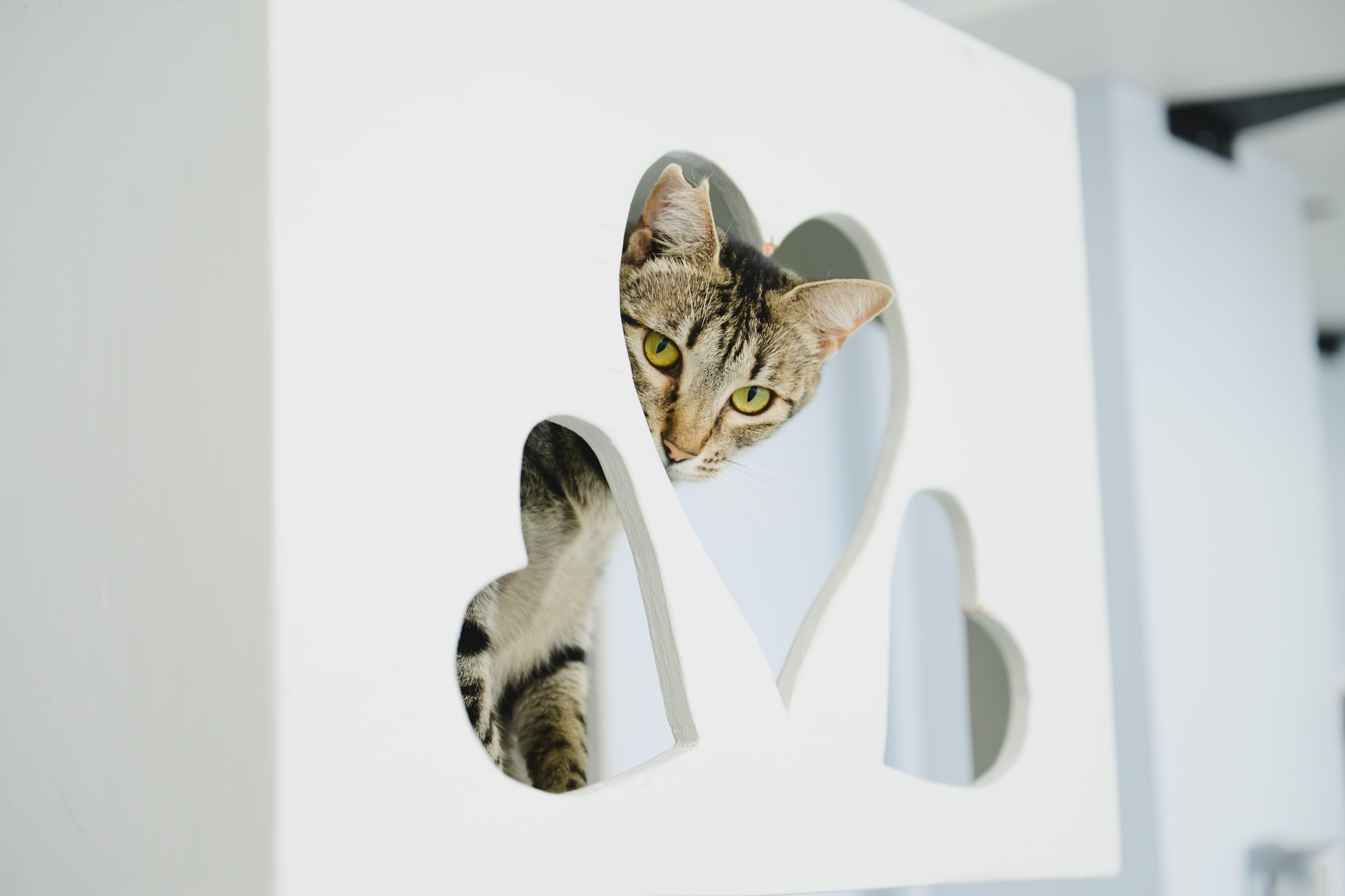 Enlarge Mary, a Adoptable Domestic Short Hair in Honolulu, HI image 5/6