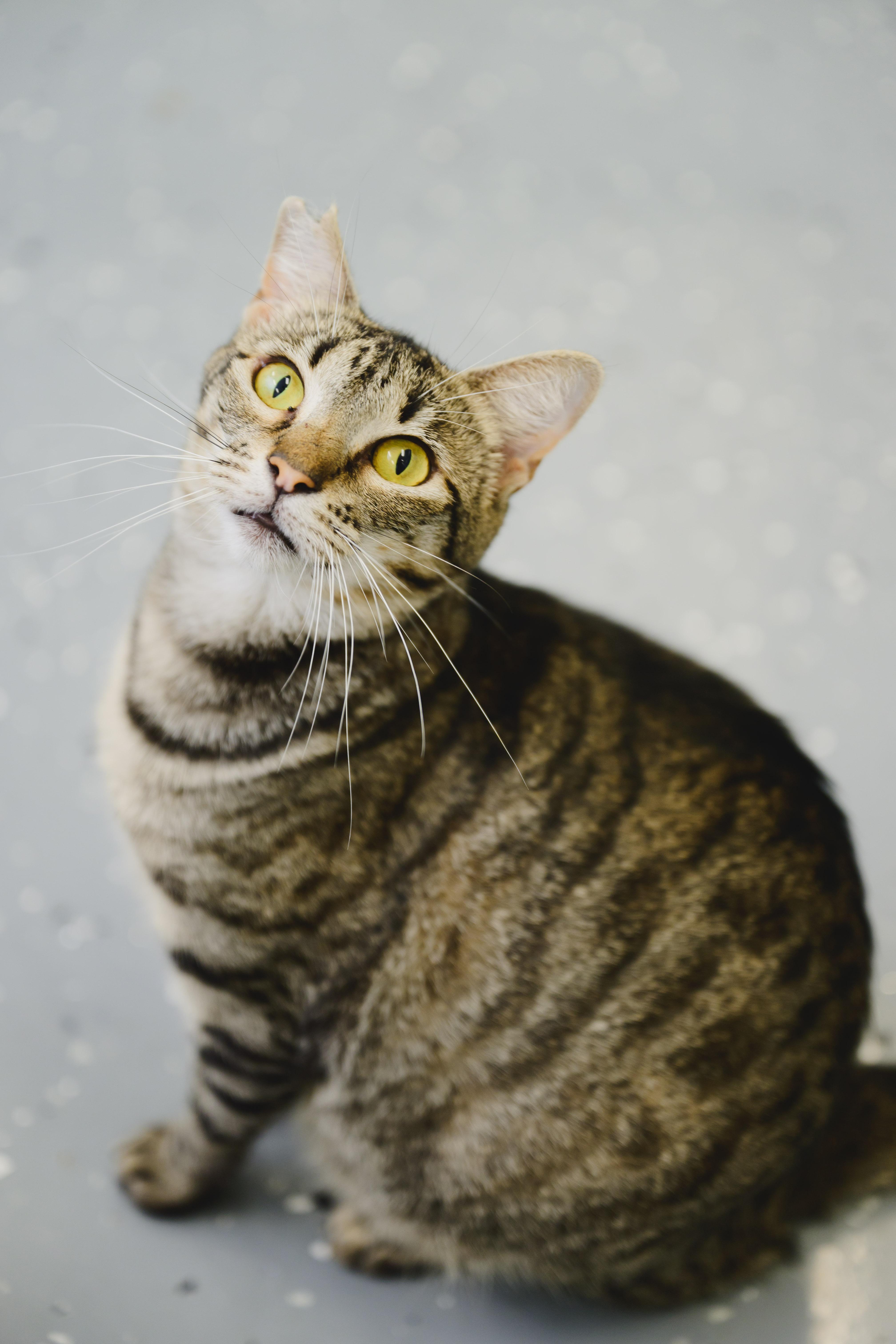 Enlarge Mary, a Adoptable Domestic Short Hair in Honolulu, HI image 6/6