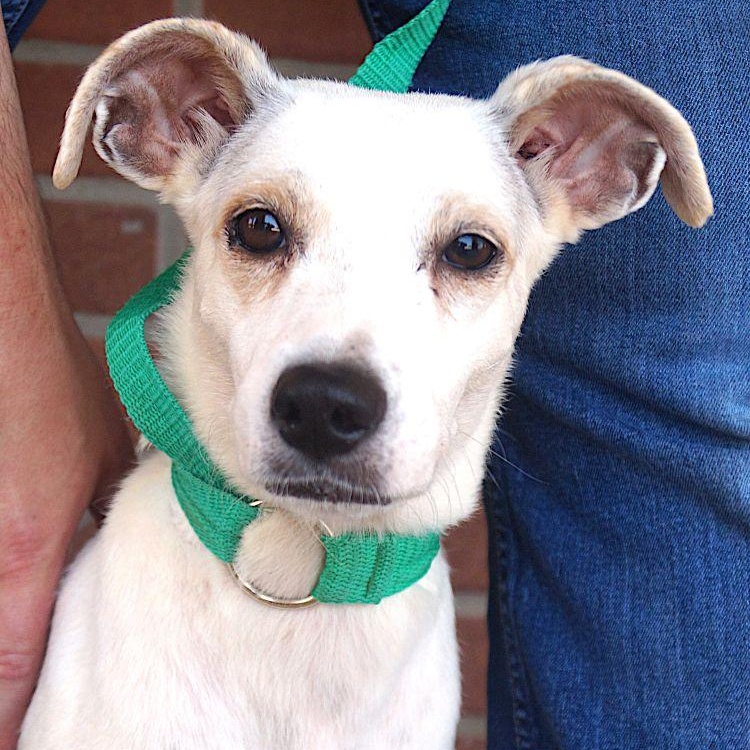 Musica, ADOPTABLE, Adult Female Labrador Retriever.