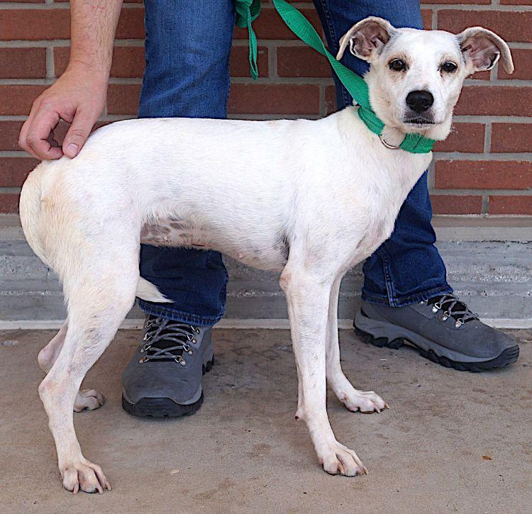 Enlarge Musica, a ADOPTABLE mixed breed in Carrollton, TX image 3/3