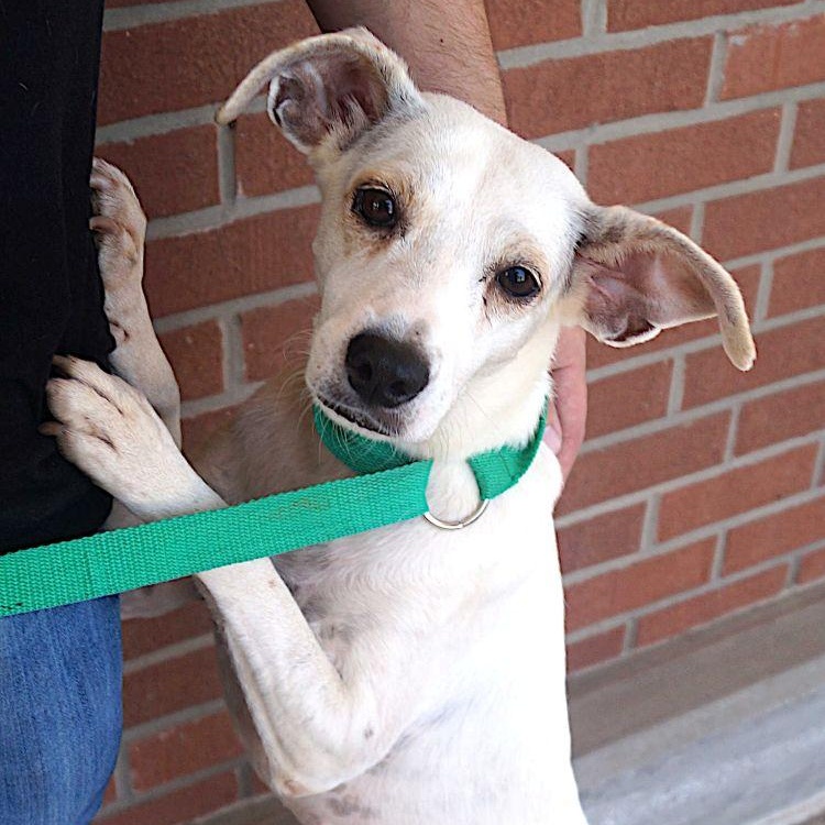 Enlarge Musica, a ADOPTABLE mixed breed in Carrollton, TX image 2/3