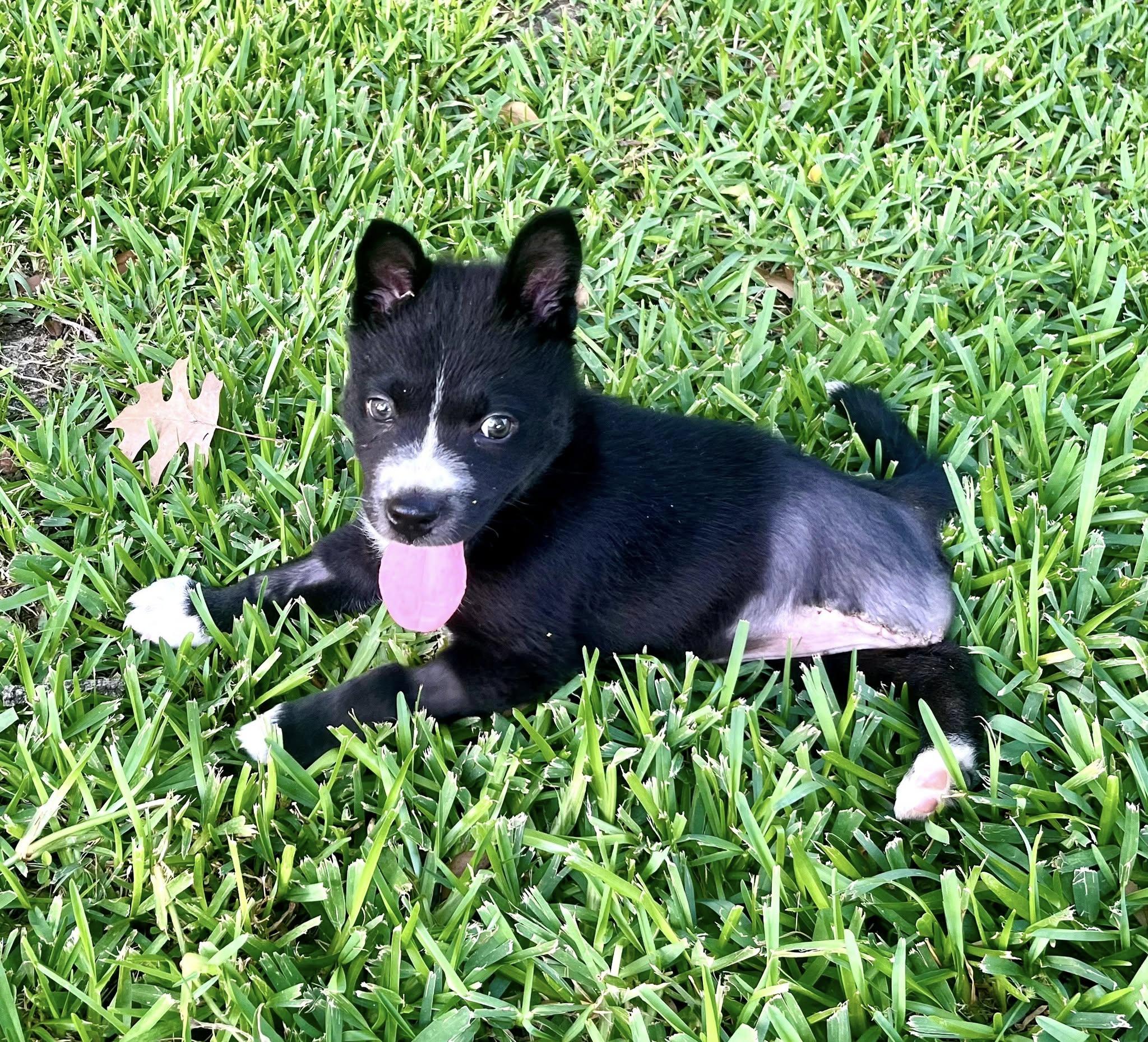 Pi, Baby Female Husky