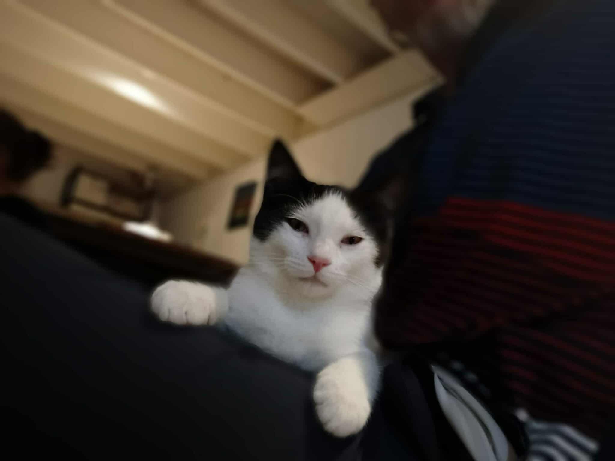 Oreo