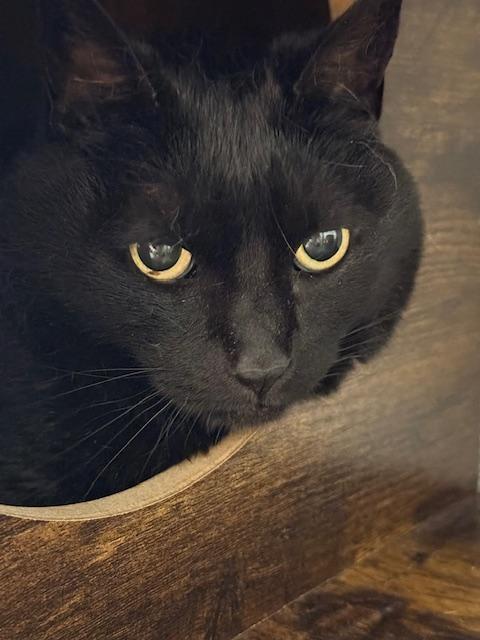 Enlarge Dot , a ADOPTABLE Domestic Short Hair in Winter Haven, FL image 1/1