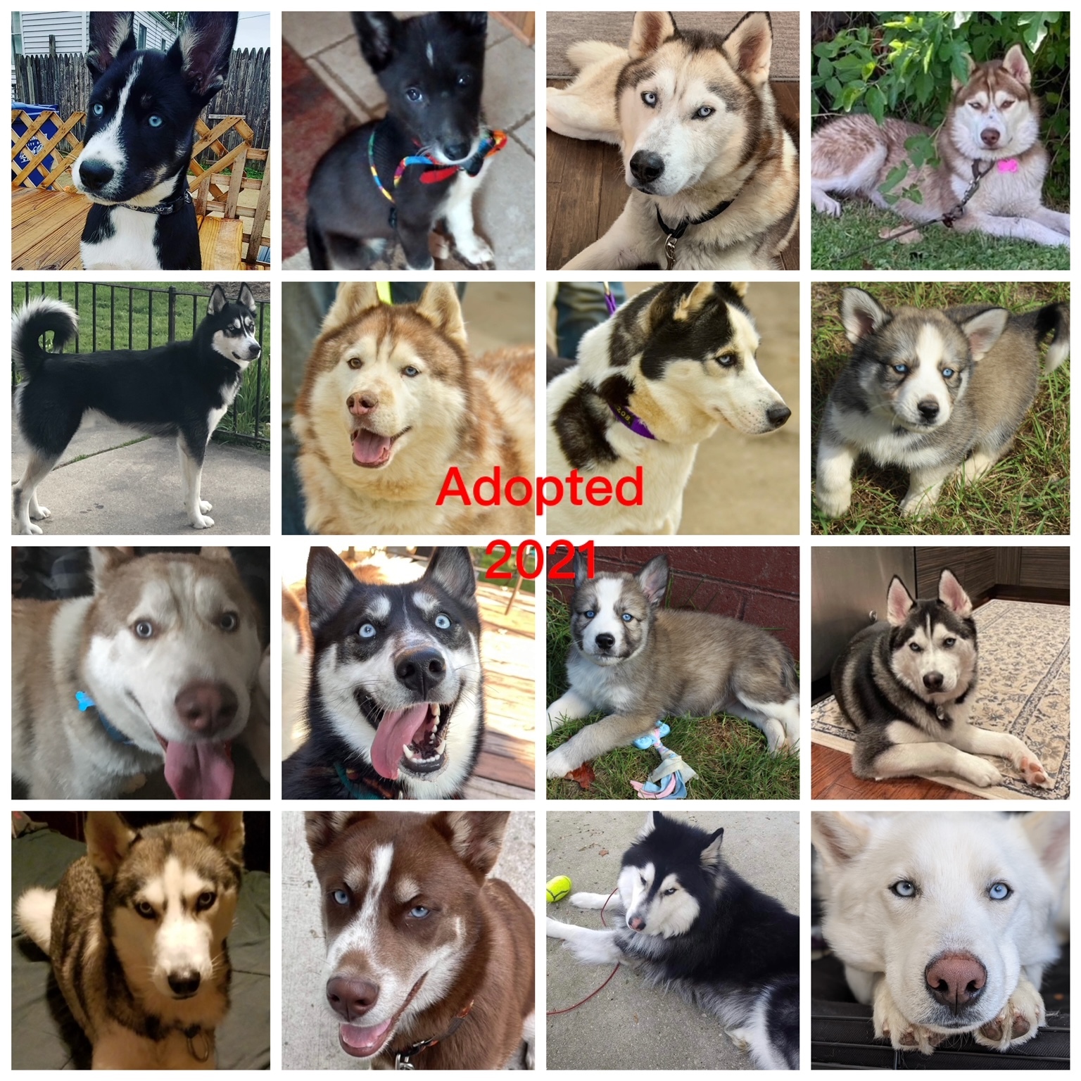 Foster Homes Needed, a Adoptable Siberian Husky in Gaylord, MI image 1/12