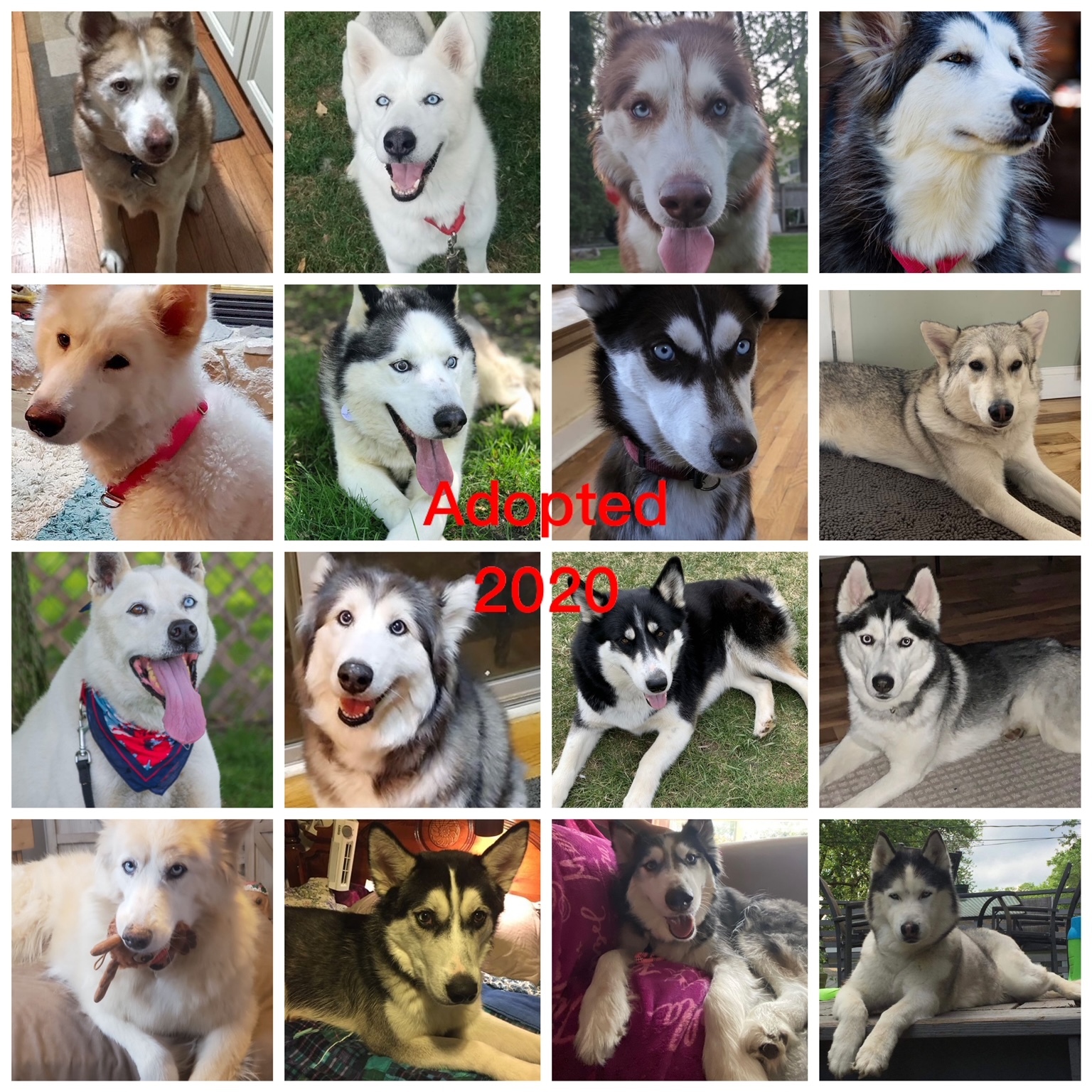 Foster Homes Needed, a Adoptable Siberian Husky in Gaylord, MI image 2/12