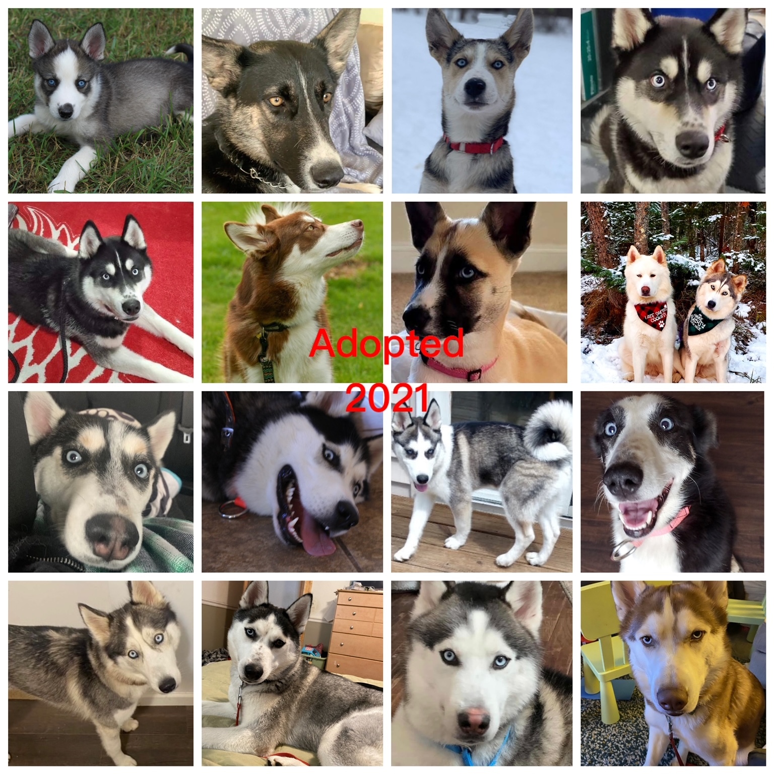 Foster Homes Needed, a Adoptable Siberian Husky in Gaylord, MI image 3/12