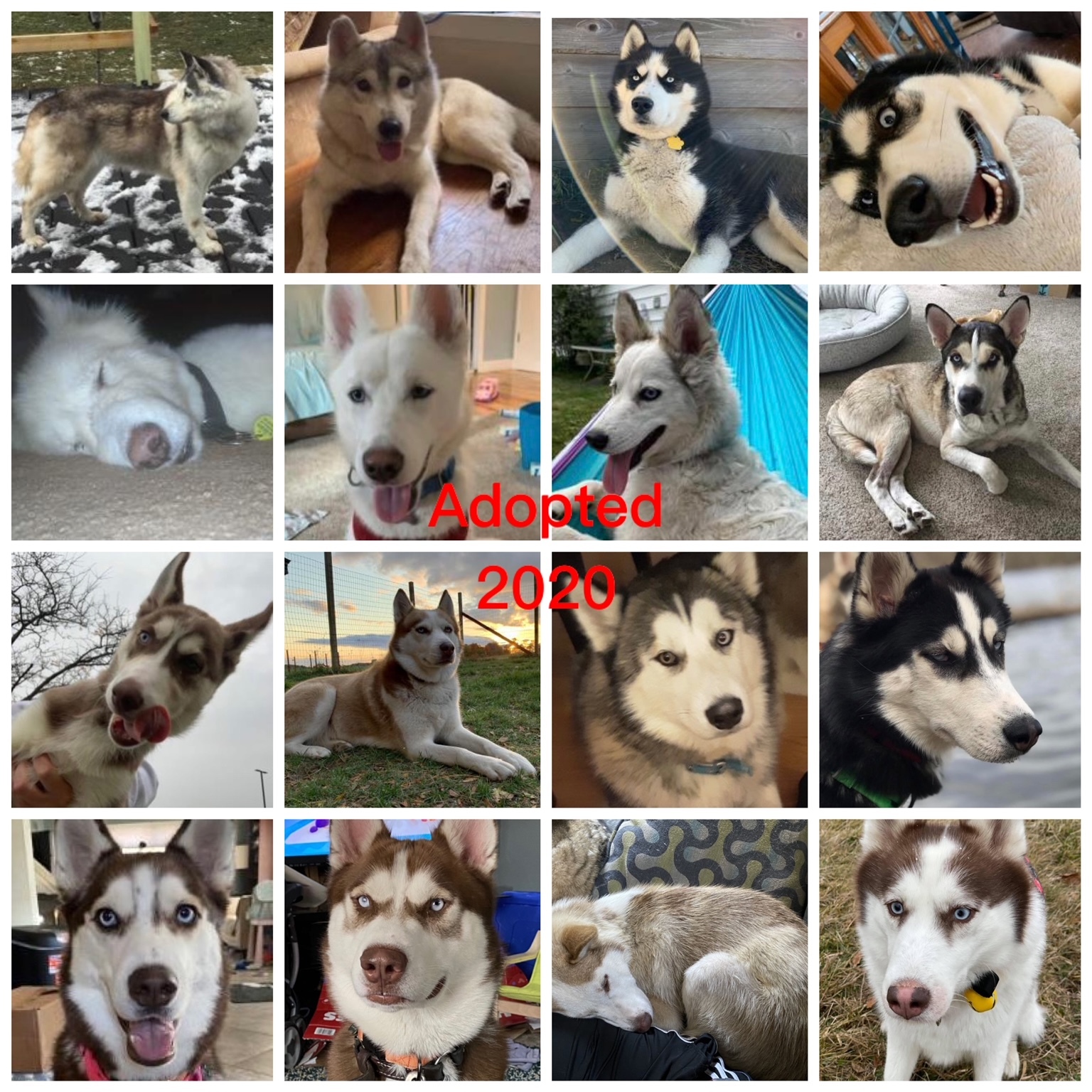 Foster Homes Needed, Young Male Siberian Husky