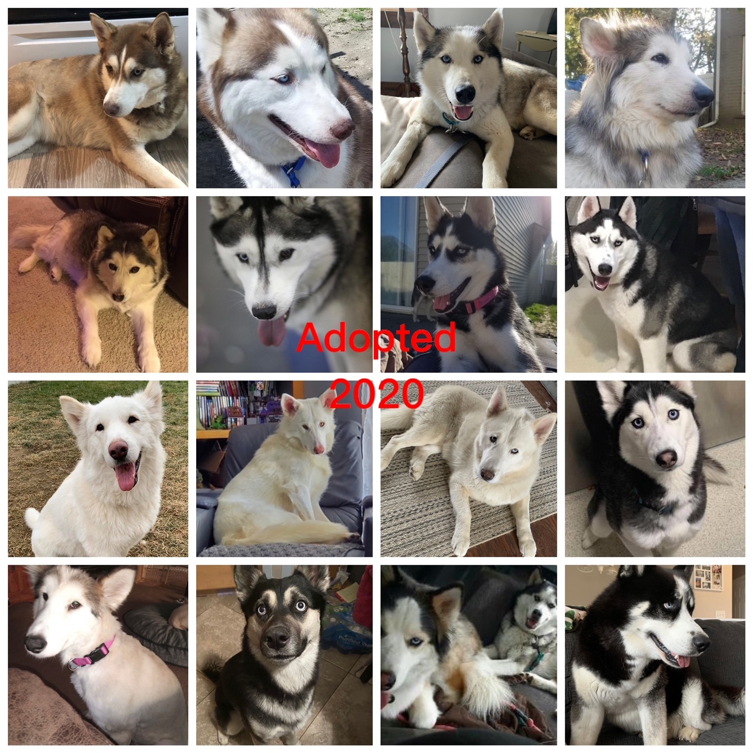 Foster Homes Needed, a Adoptable Siberian Husky in Gaylord, MI image 5/12