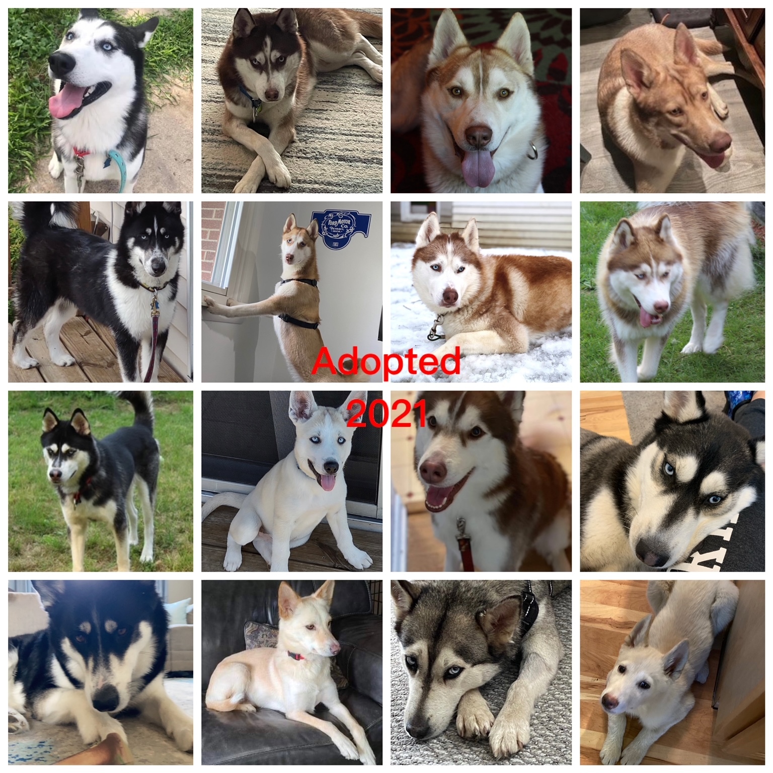 Foster Homes Needed, a Adoptable Siberian Husky in Gaylord, MI image 6/12