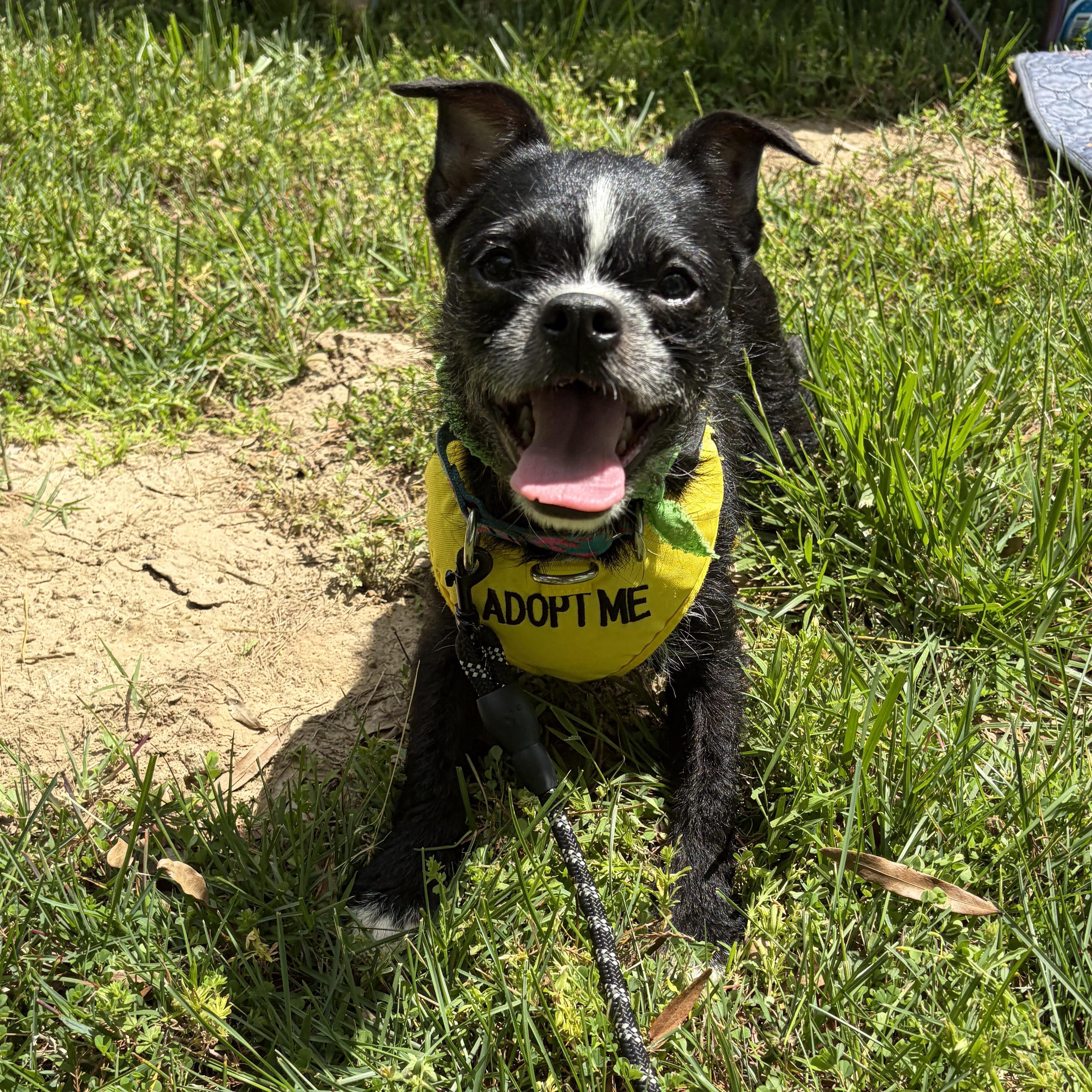 Enlarge Shelly, a Adoptable mixed breed in Murphysboro, IL image 3/6