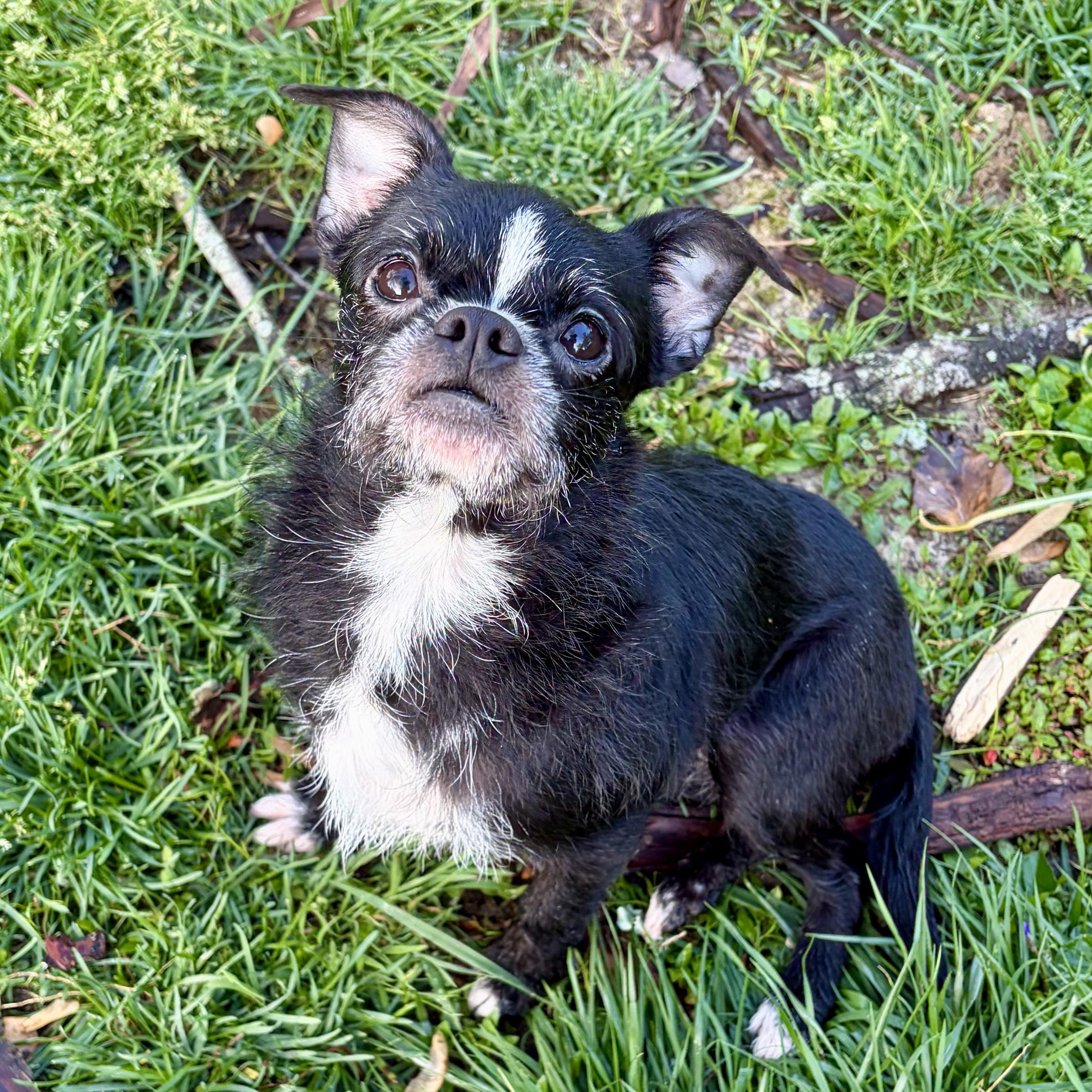 Enlarge Shelly, a Adoptable mixed breed in Murphysboro, IL image 1/6