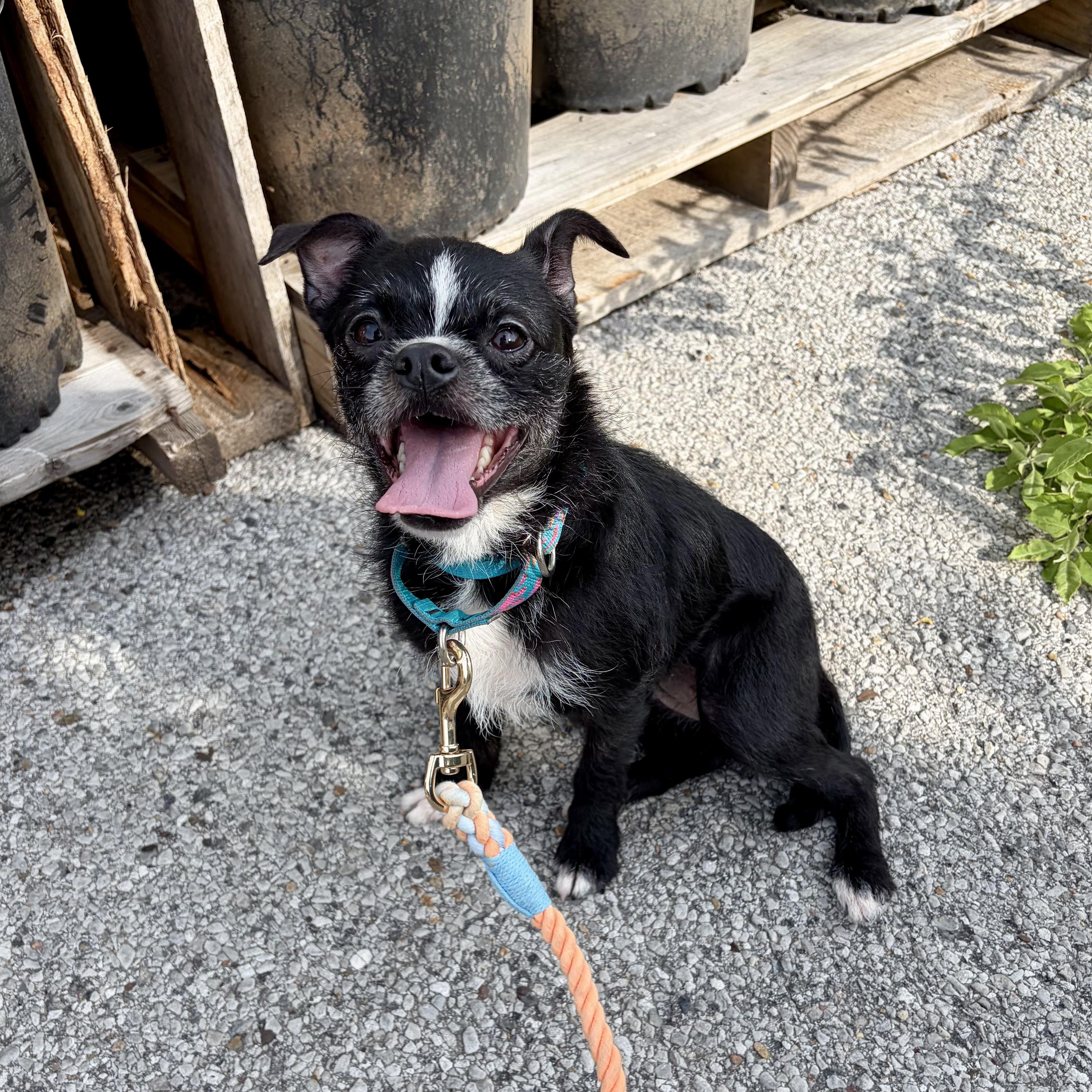 Enlarge Shelly, a Adoptable mixed breed in Murphysboro, IL image 4/6