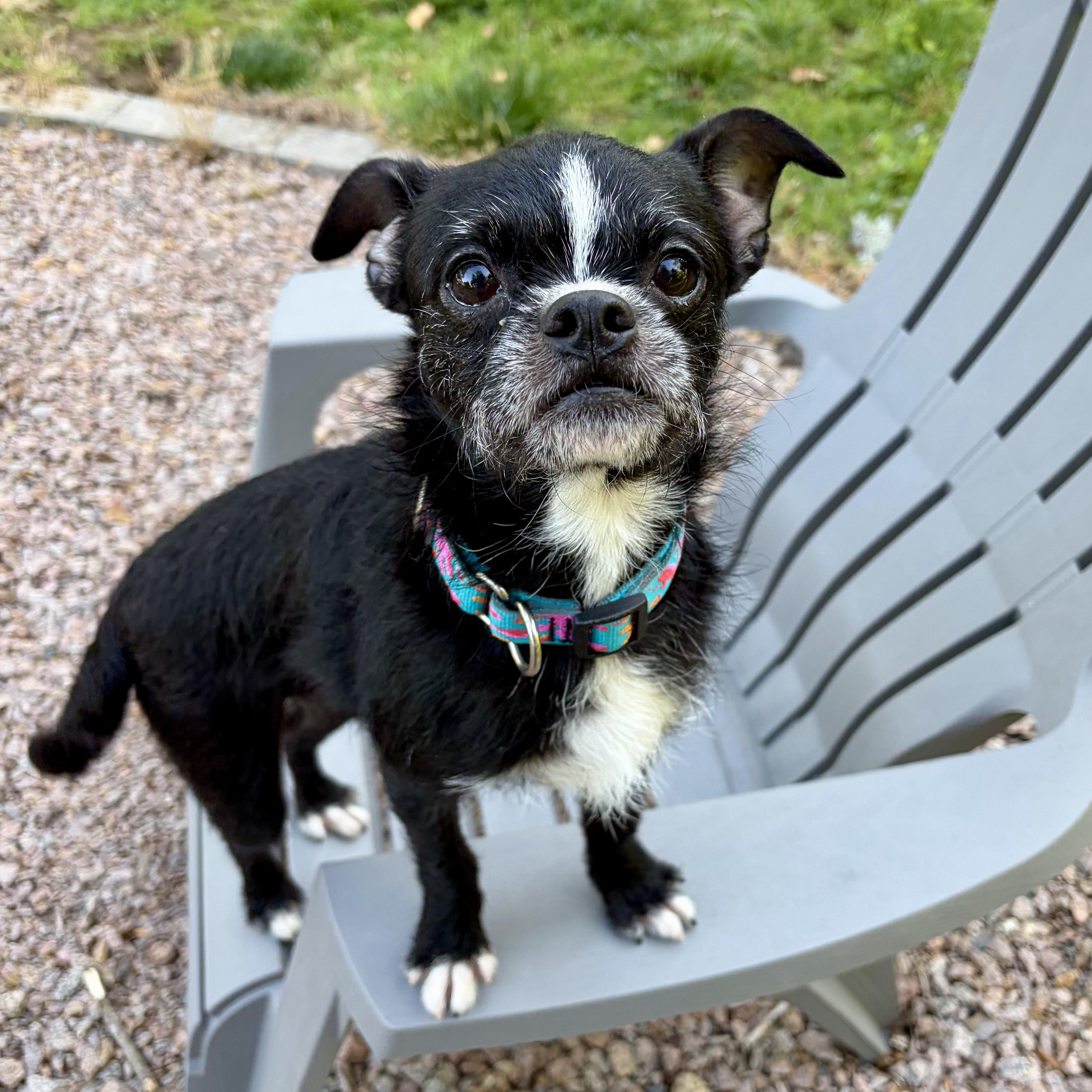 Enlarge Shelly, a Adoptable mixed breed in Murphysboro, IL image 6/6