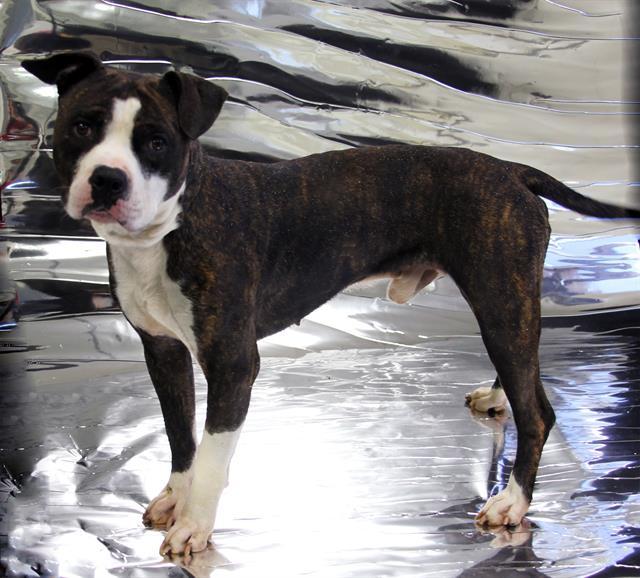 Enlarge OREO, a Adoptable mixed breed in Winter Haven, FL image 1/1