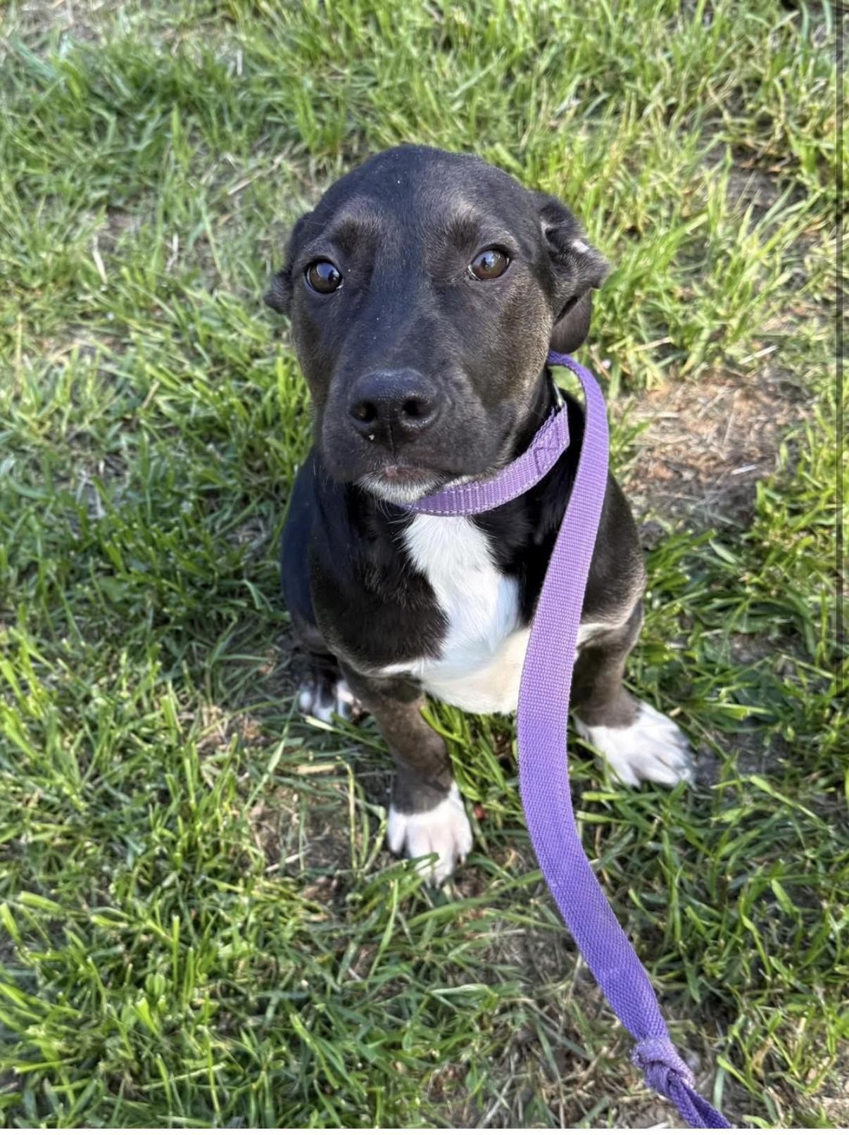 Enlarge Sussex, a Adoptable mixed breed in Chattanooga, TN image 1/1