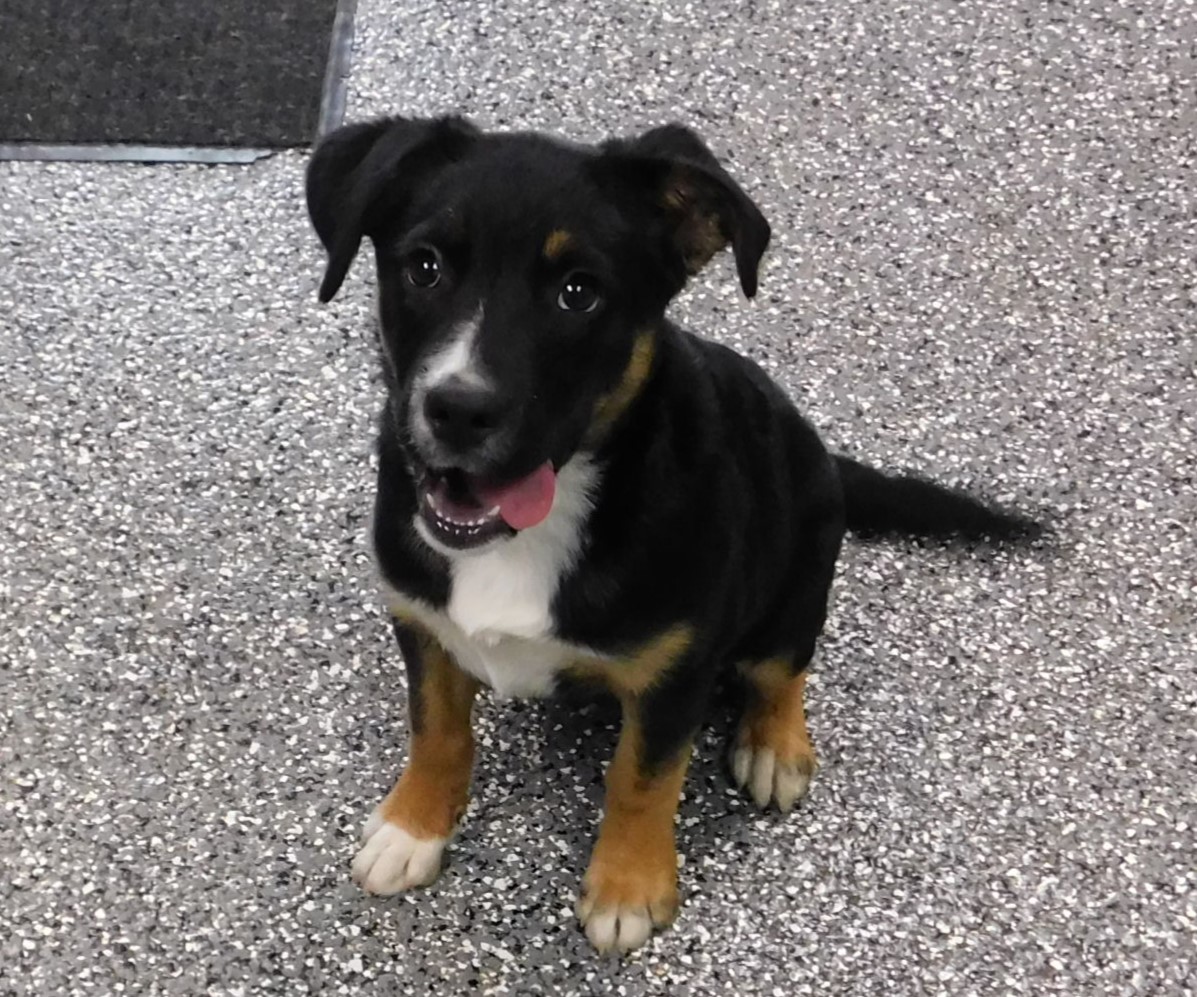 Dog for adoption Daisy, a CurlyCoated Retriever Mix in Siloam