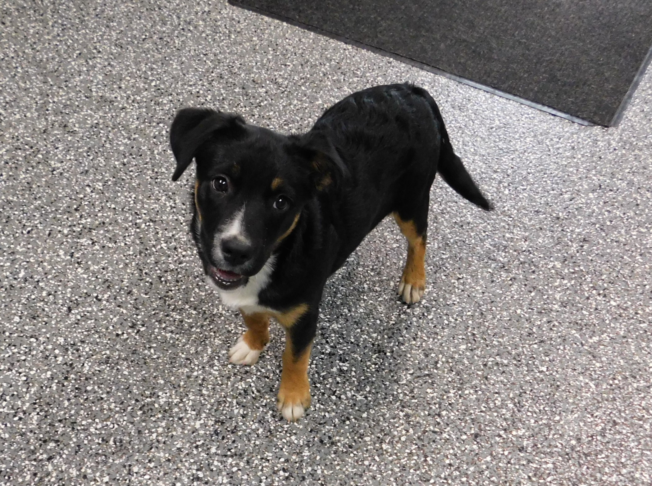 Dog for adoption Daisy, a CurlyCoated Retriever Mix in Siloam Springs, AR Petfinder