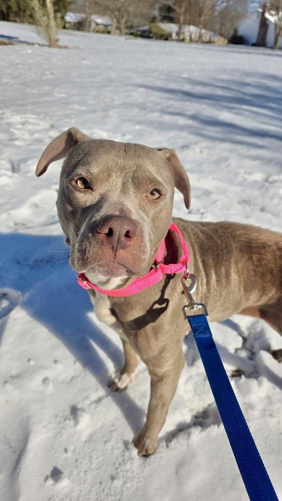 Nova The Nice thumbnail 5