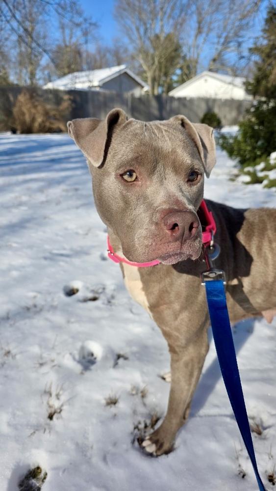 Nova The Nice thumbnail 6