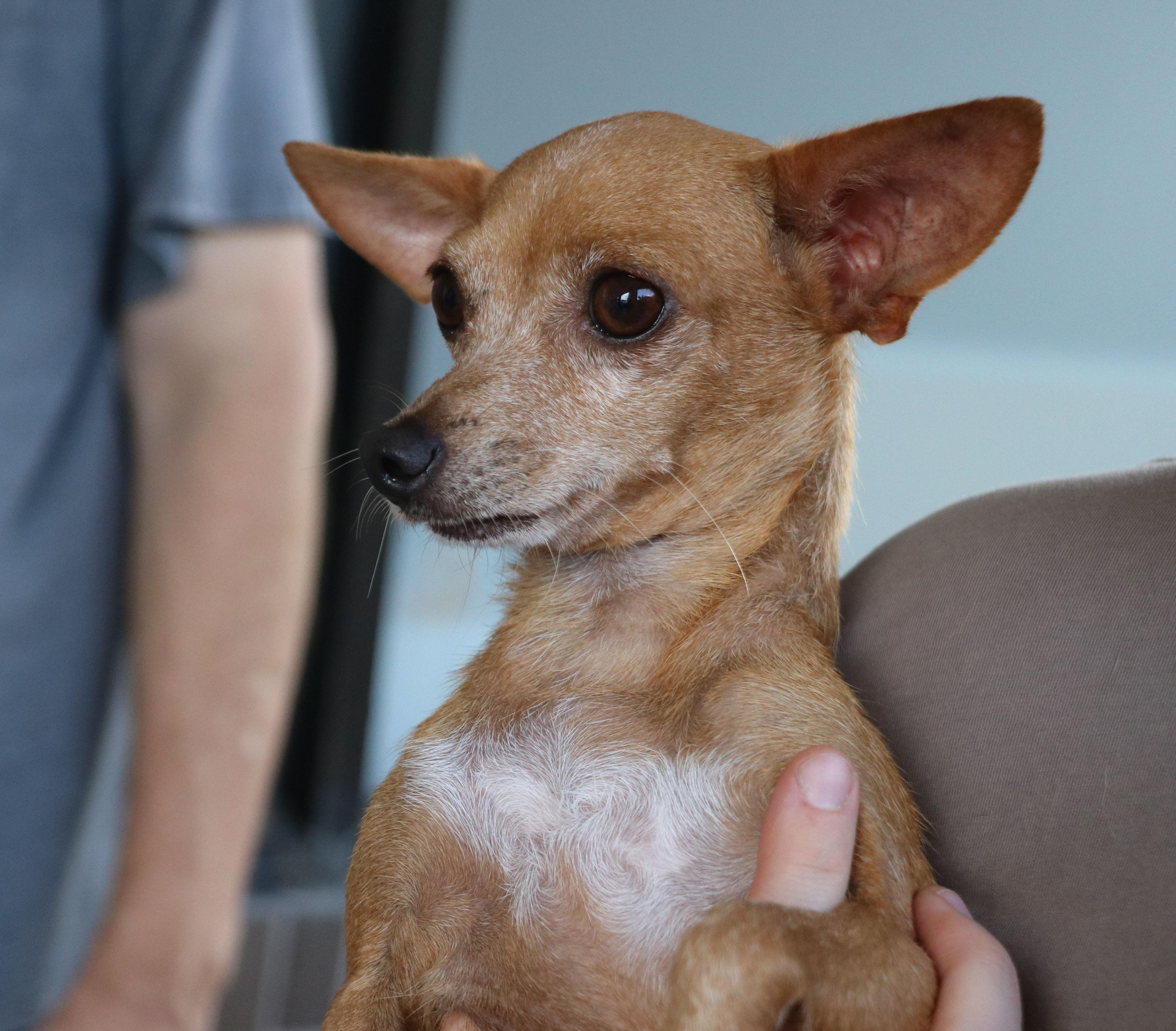 Enlarge Isla, a Adopted Chihuahua in Pflugerville, TX image 2/5