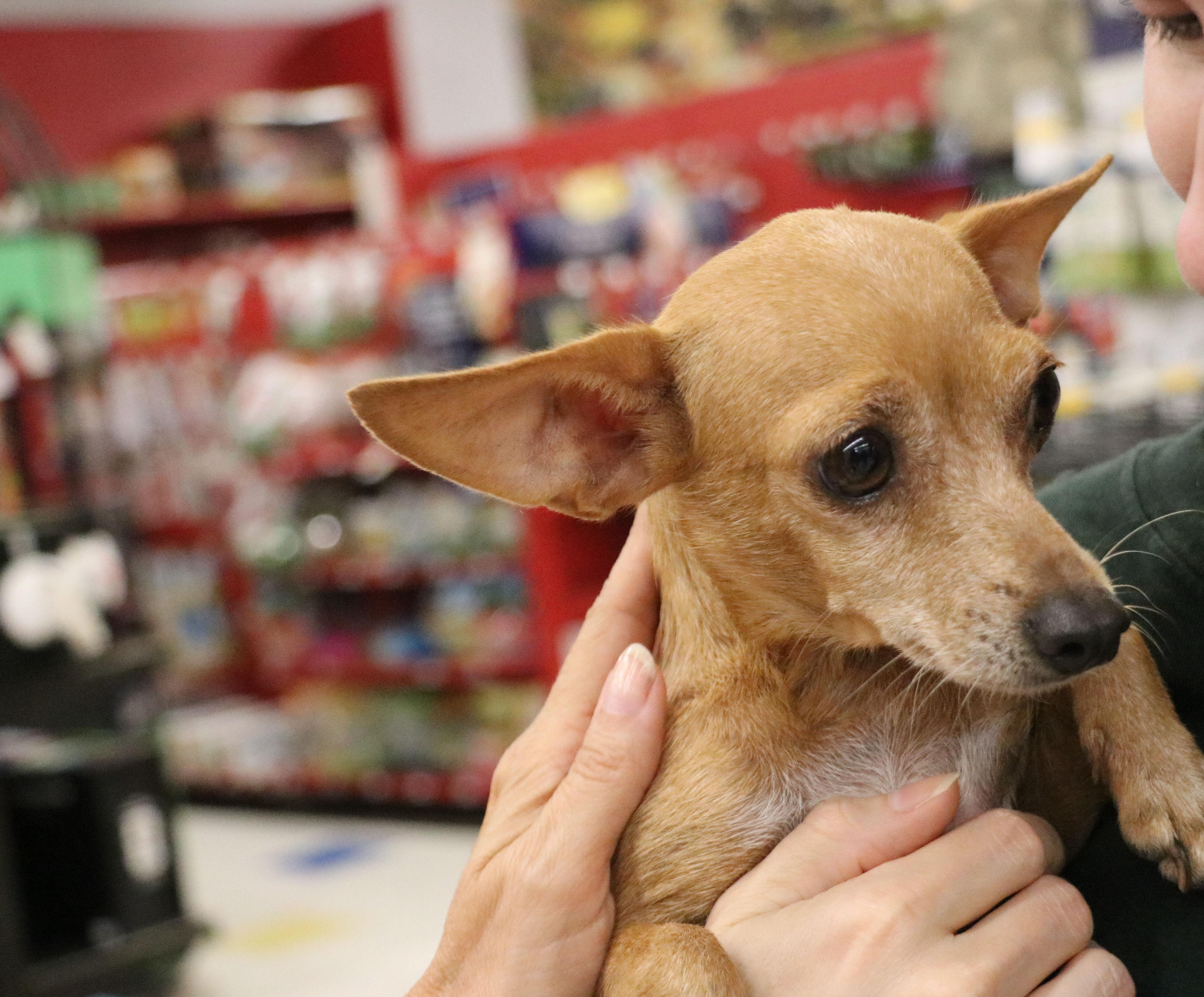 Enlarge Isla, a Adopted Chihuahua in Pflugerville, TX image 4/5