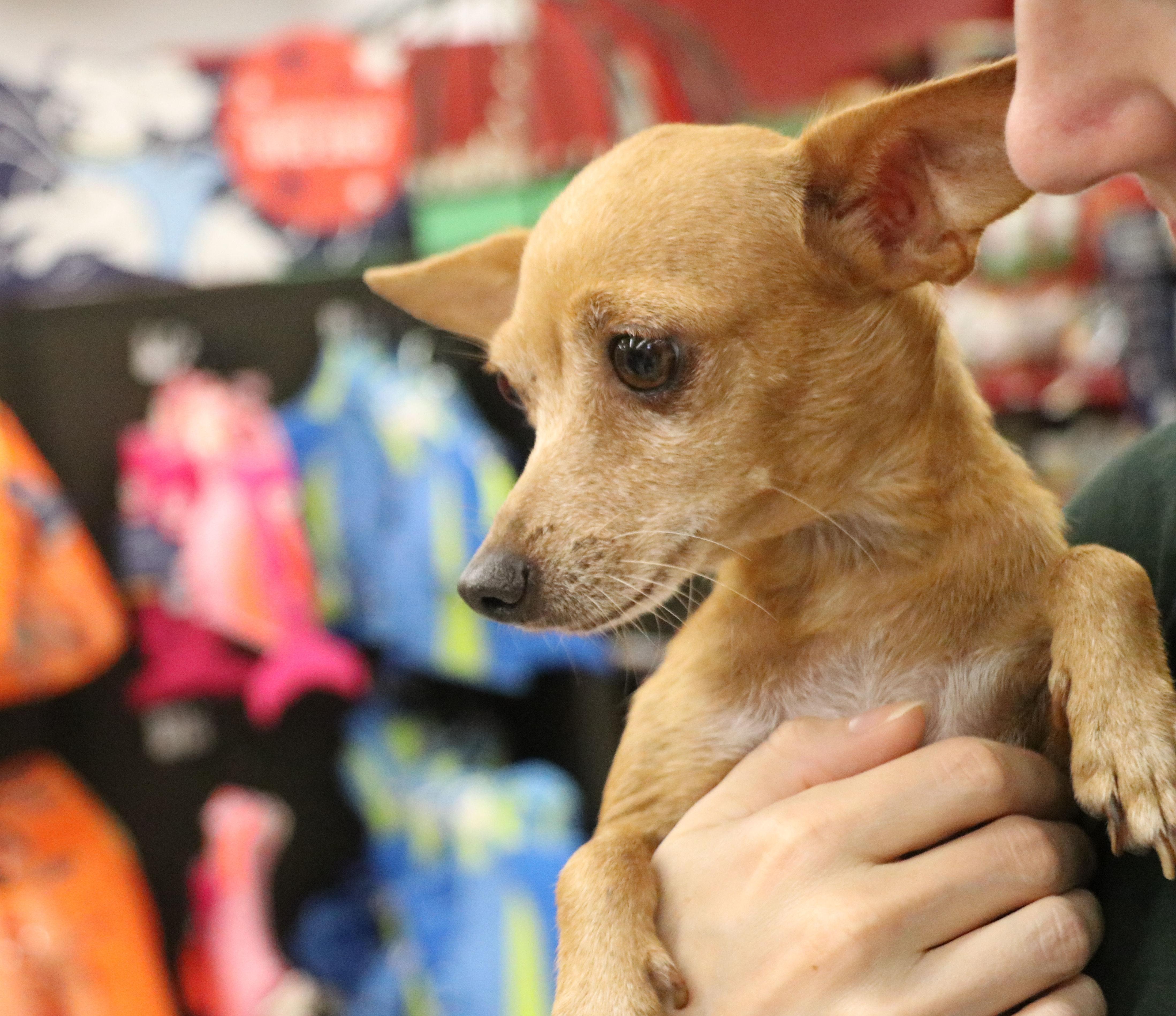 Enlarge Isla, a Adopted Chihuahua in Pflugerville, TX image 3/5