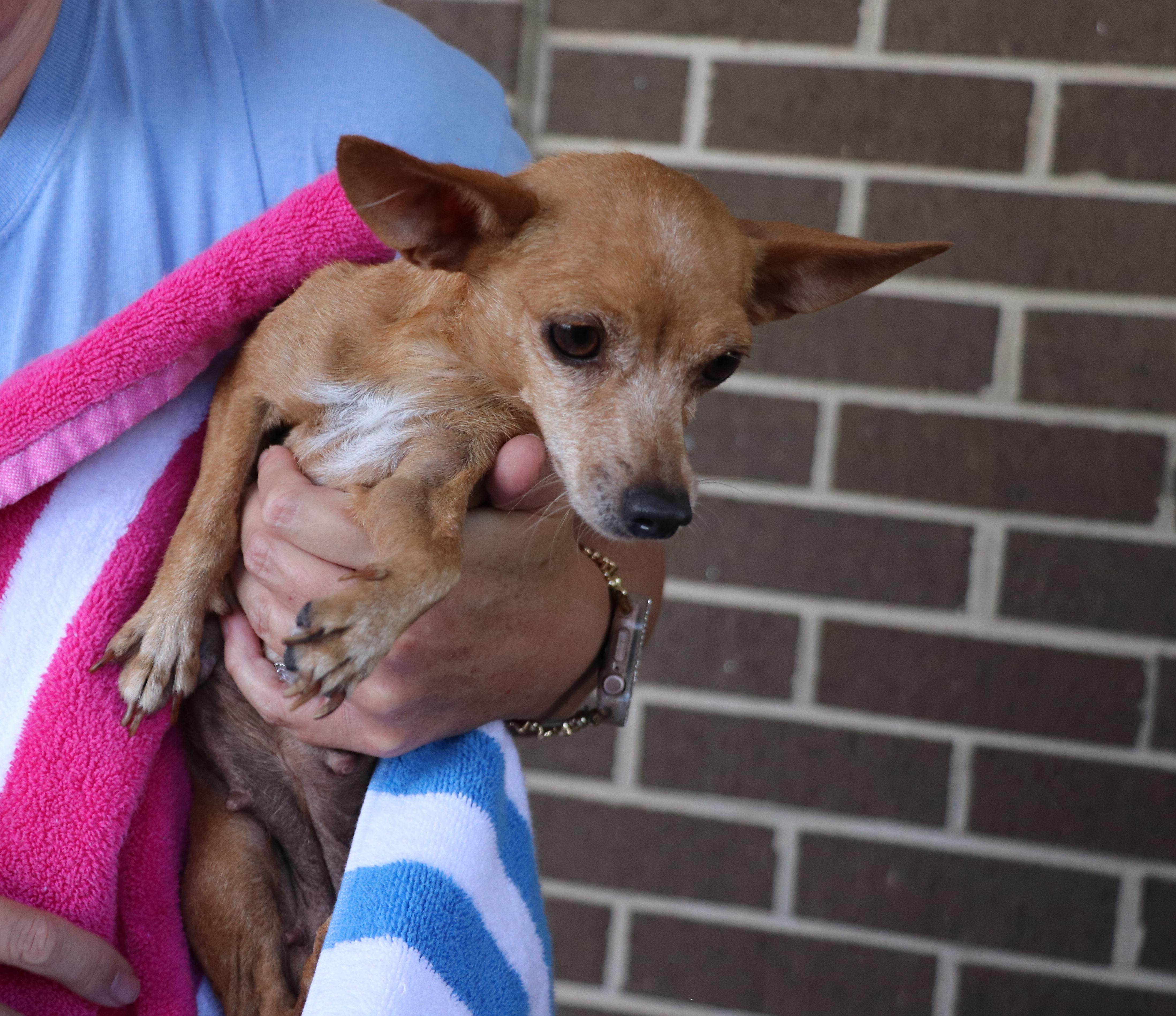 Enlarge Isla, a Adopted Chihuahua in Pflugerville, TX image 5/5