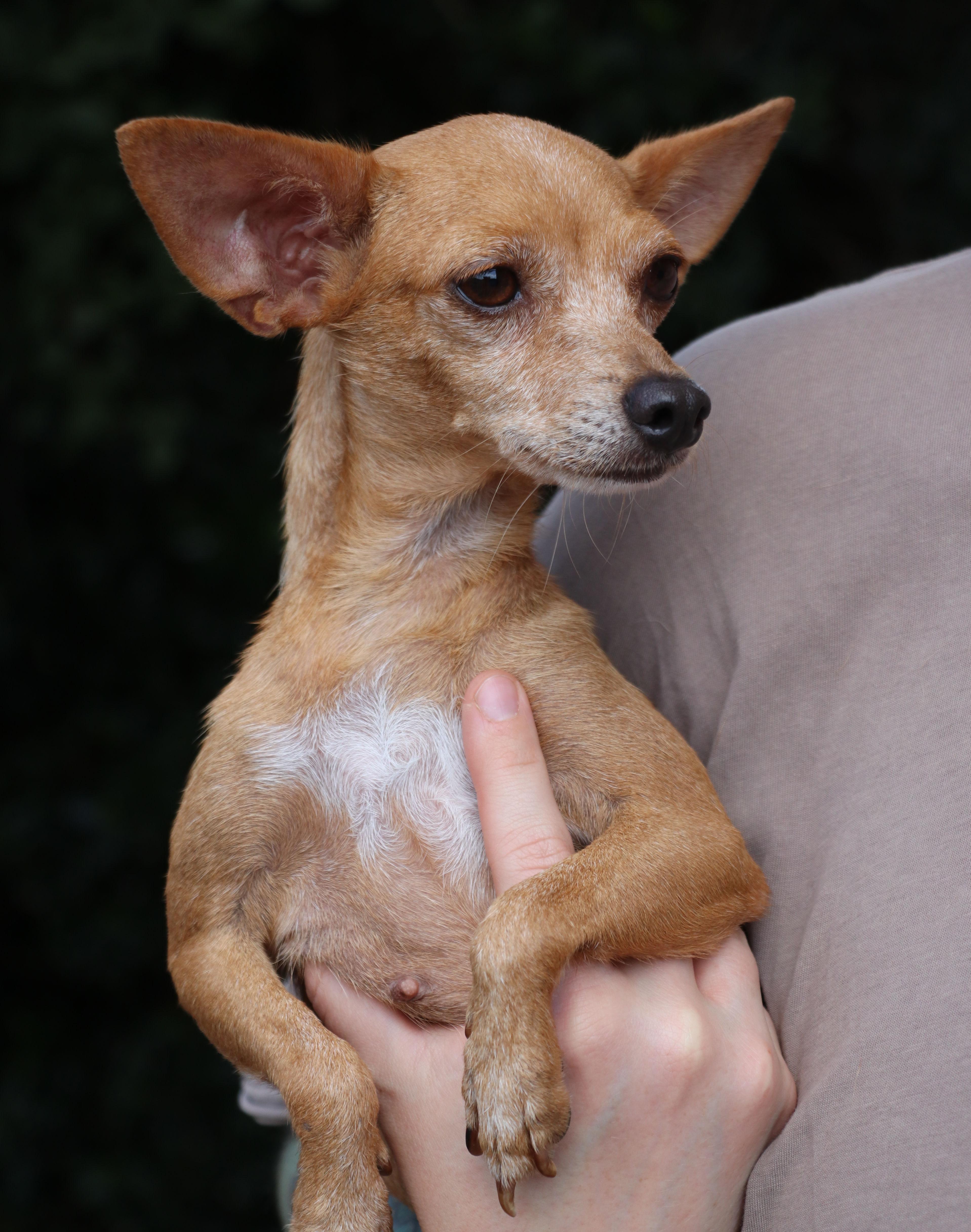 Isla, Adopted, Young Female Chihuahua.