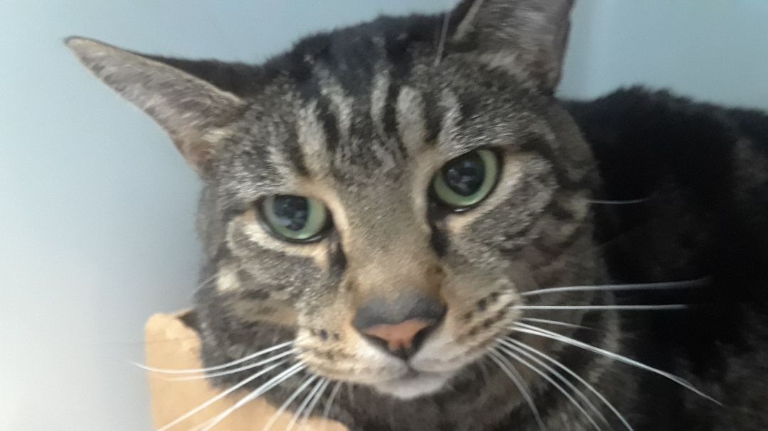 Tiger, a Adoptable Domestic Short Hair in Margate, FL image 1/2