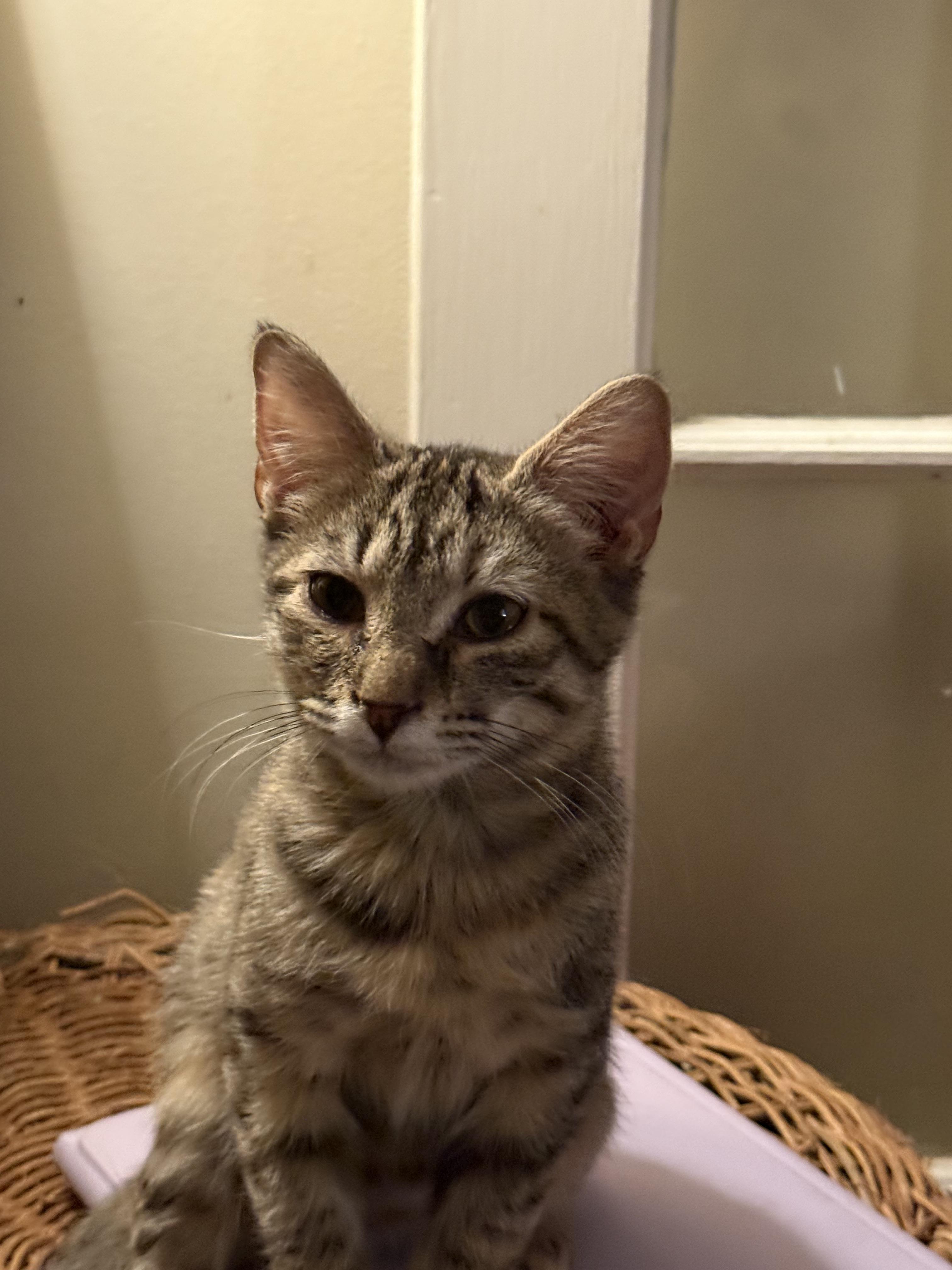 Memphis, Adoptable, Young Female Domestic Short Hair.