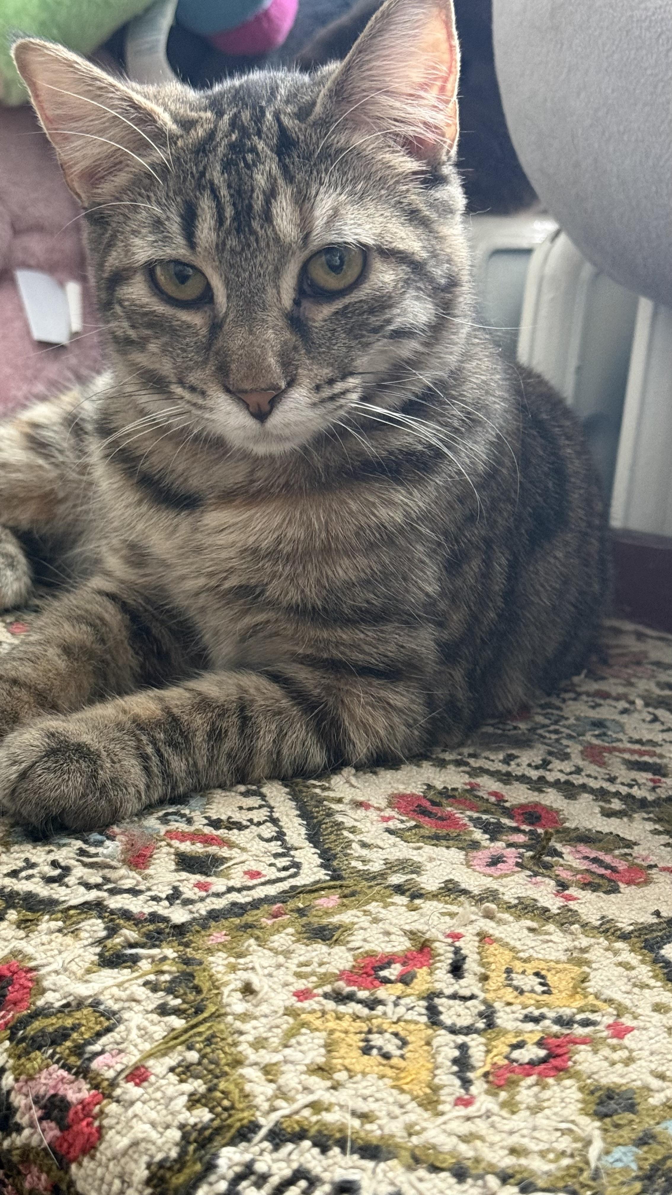 Enlarge Memphis, a Adoptable mixed breed in Bethel Park, PA image 2/6