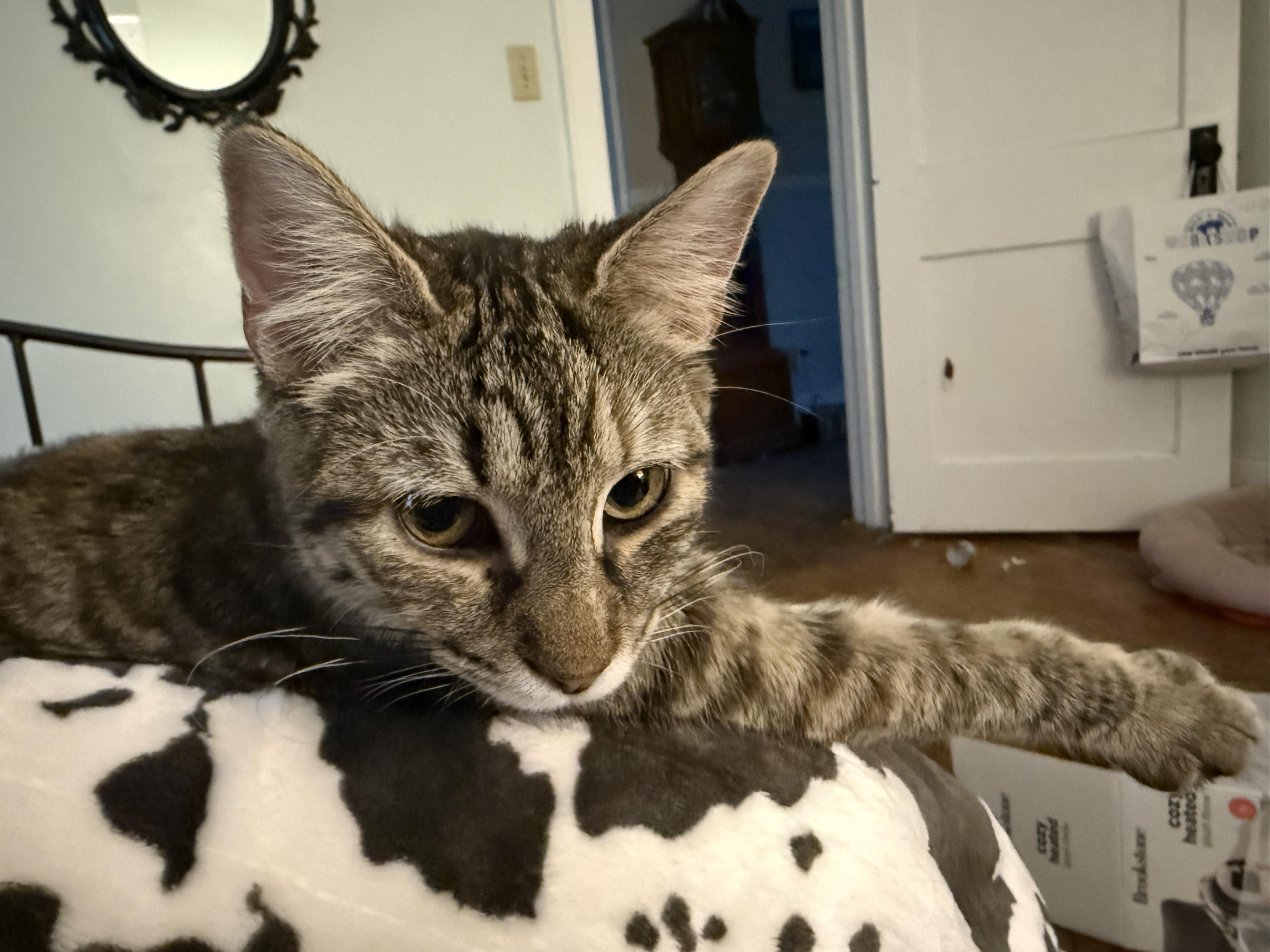 Enlarge Memphis, a Adoptable mixed breed in Bethel Park, PA image 5/6