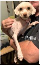 Enlarge Prilla, a Adoptable mixed breed in West Bloomfield, MI image 1/1
