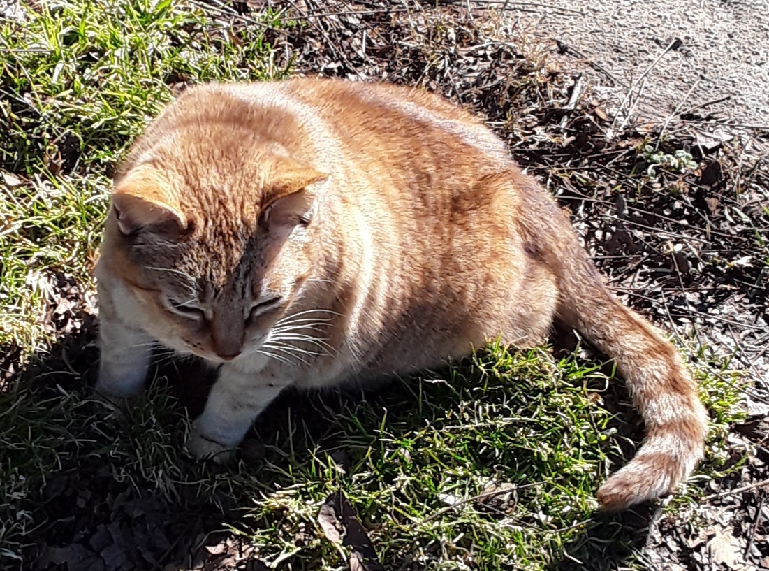 Goldie photo 3