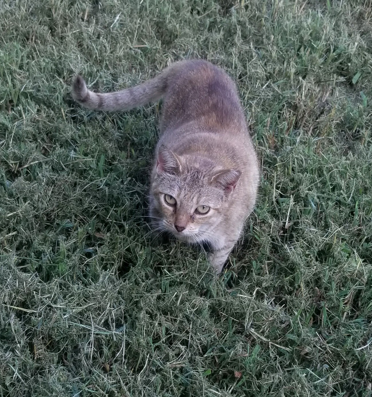 Goldie, a Adoptable mixed breed in Monroe, TN image 2/6