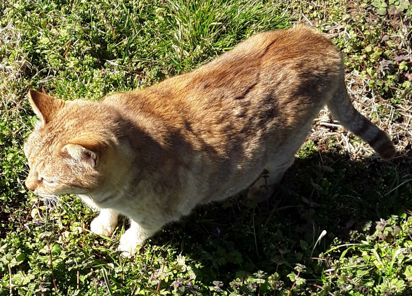 Goldie photo 2