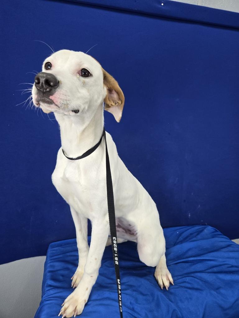 Enlarge Oil Change, a Adoptable mixed breed in Ruston, LA image 1/2