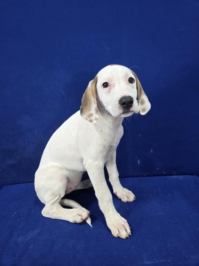 Enlarge Oil Change, a Adoptable mixed breed in Ruston, LA image 2/2