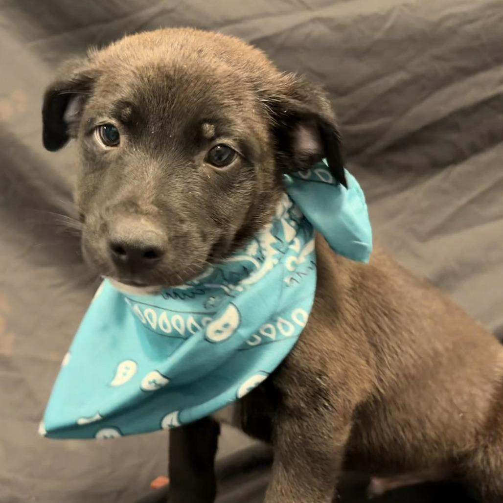 Enlarge Maple, a Adoptable Mixed Breed in Canal Winchester, OH image 1/1
