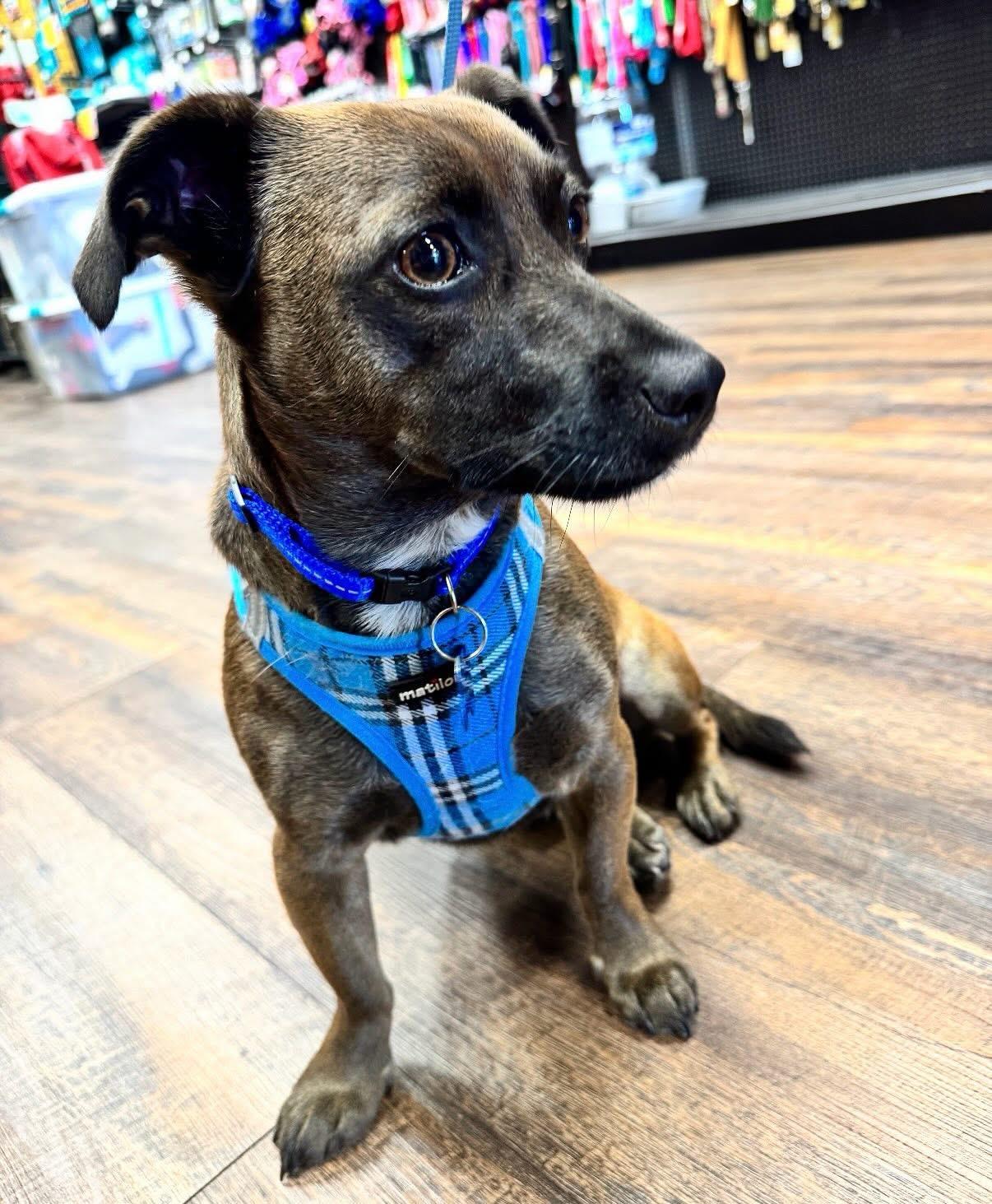 MAVERICK, adoptable, Adult Male Chiweenie & Dachshund.