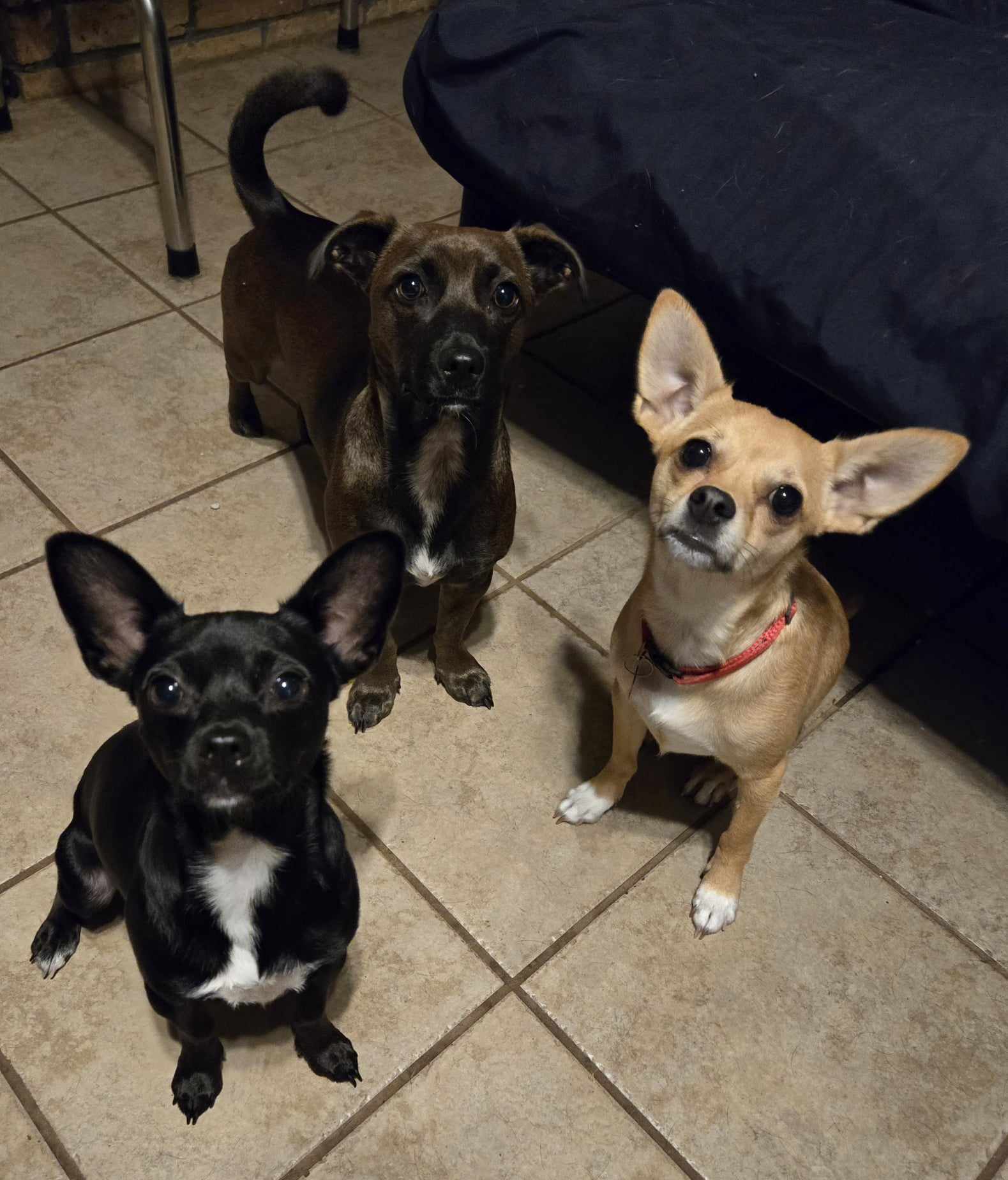 MAVERICK, a Adoptable mixed breed in Grand Prairie, TX image 5/5