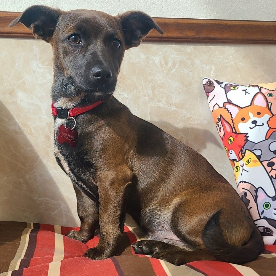 MAVERICK, a Adoptable mixed breed in Grand Prairie, TX image 1/5