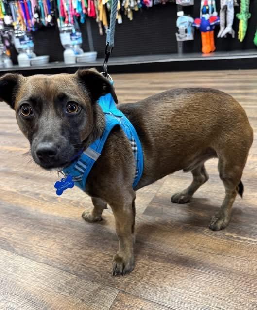 Enlarge MAVERICK, an adoptable mixed breed in Grand Prairie, TX image 3/5