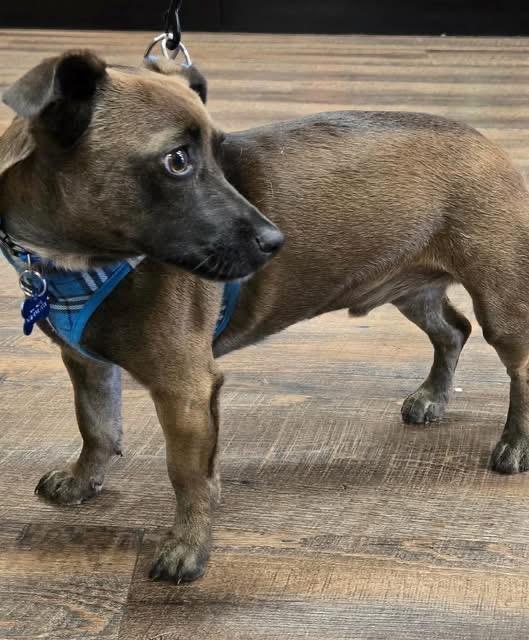 Enlarge MAVERICK, an adoptable mixed breed in Grand Prairie, TX image 4/5