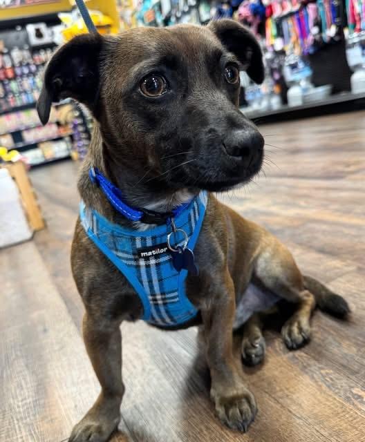 Enlarge MAVERICK, an adoptable mixed breed in Grand Prairie, TX image 2/5