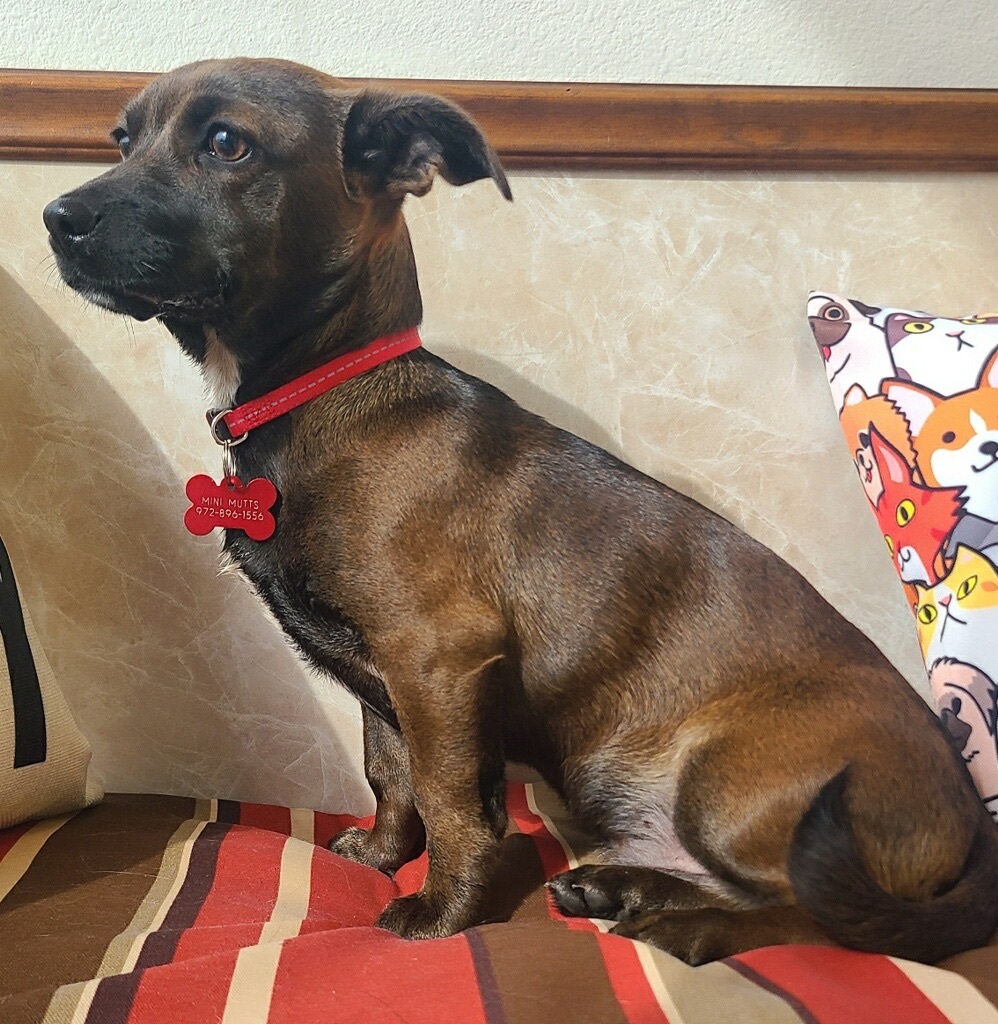 MAVERICK, a Adoptable mixed breed in Grand Prairie, TX image 3/5