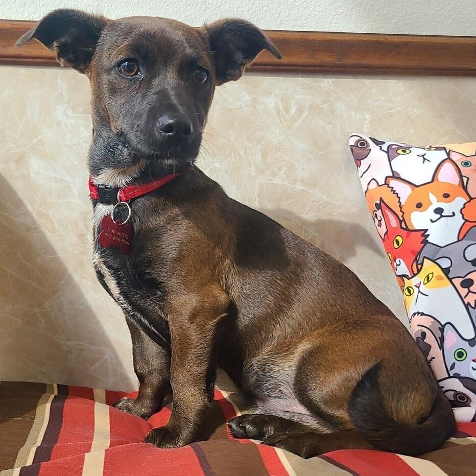 Enlarge MAVERICK, an adoptable mixed breed in Grand Prairie, TX image 5/5