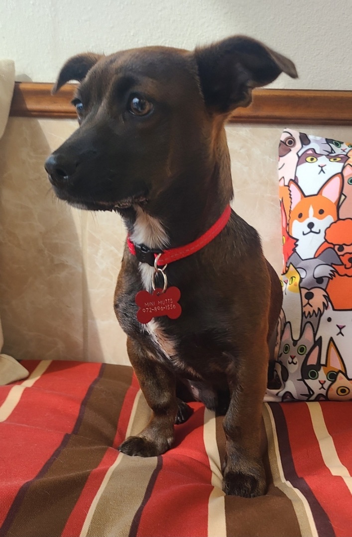 MAVERICK, a Adoptable mixed breed in Grand Prairie, TX image 4/5